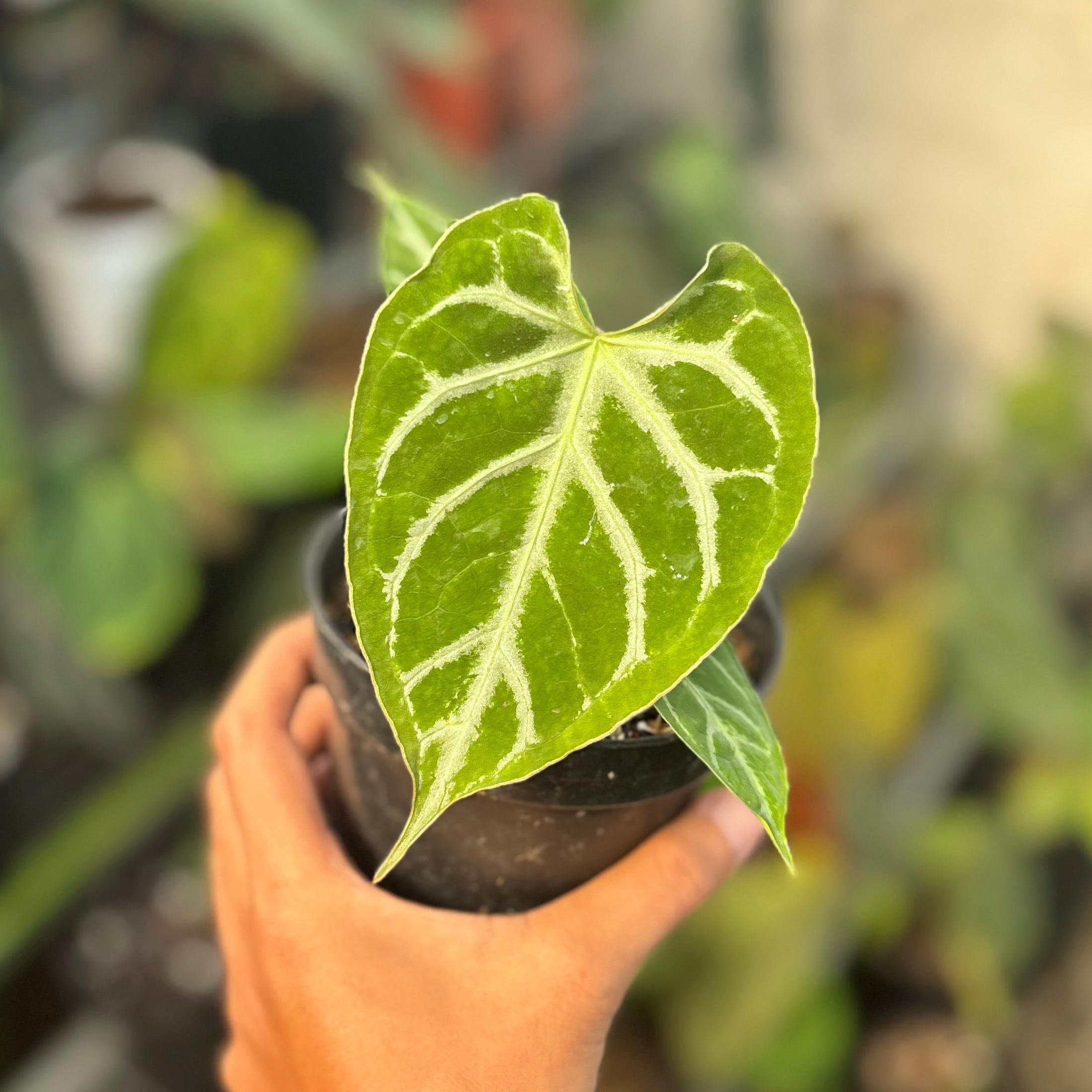 Anthurium silver blush x muchlis - Image 5