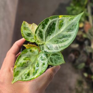Anthurium Silver Chrome Variegated