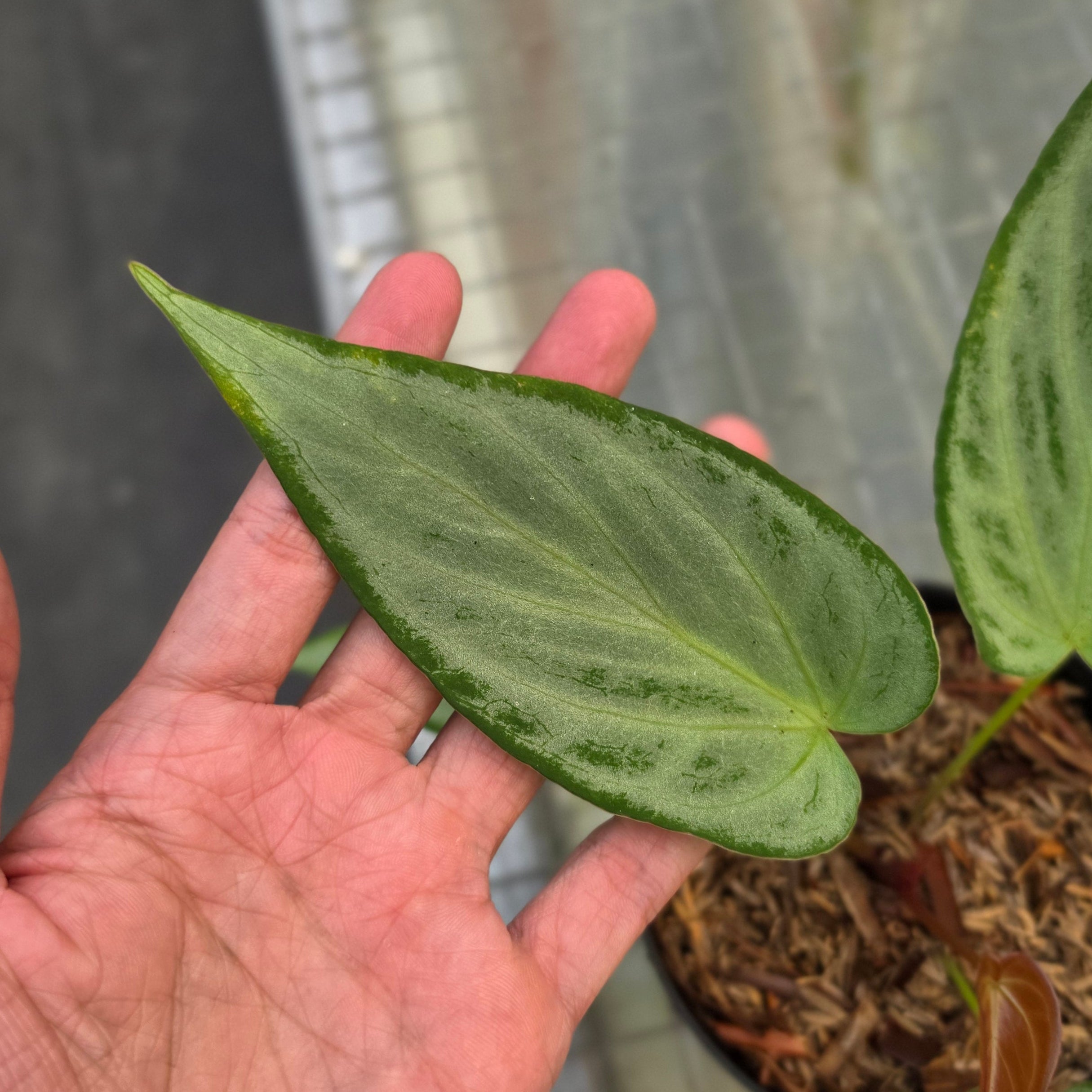 Anthurium silver chrome x warocqueanum - Image 2