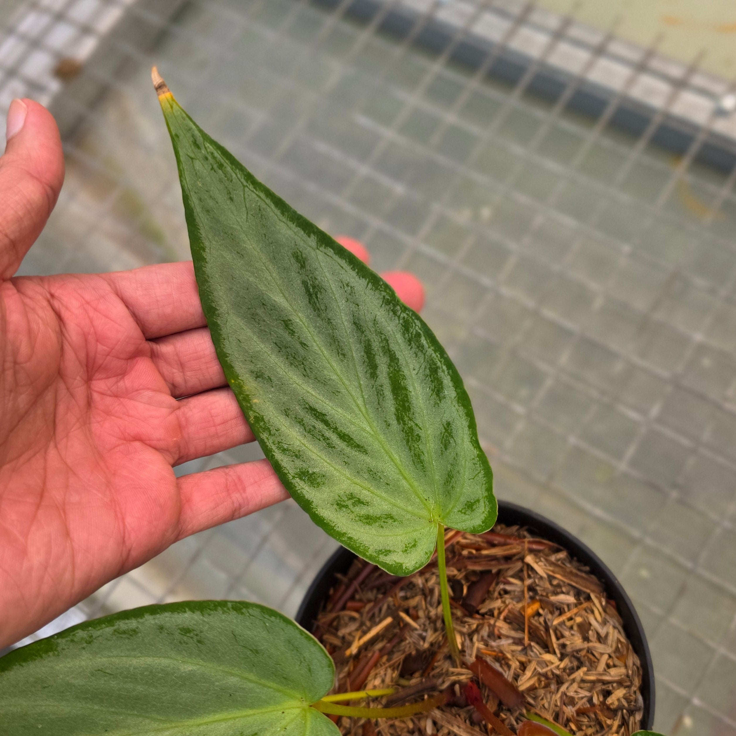 Anthurium silver chrome x warocqueanum - Image 3