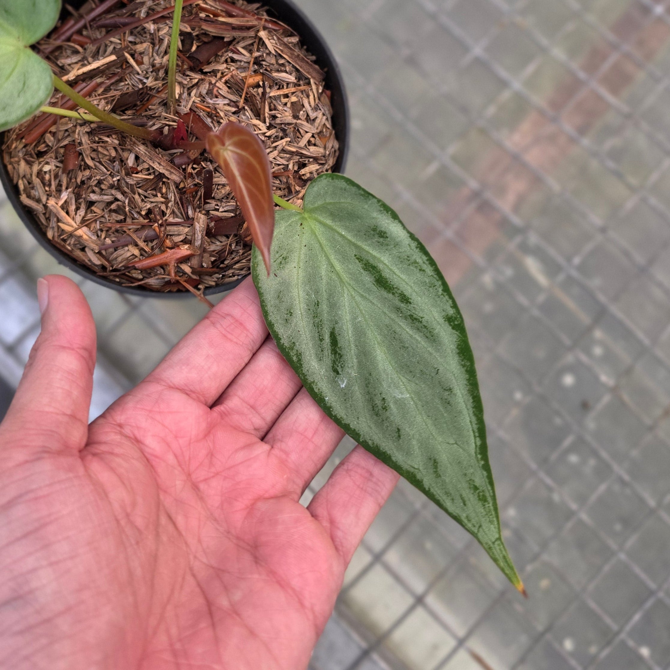 Anthurium silver chrome x warocqueanum - Image 4