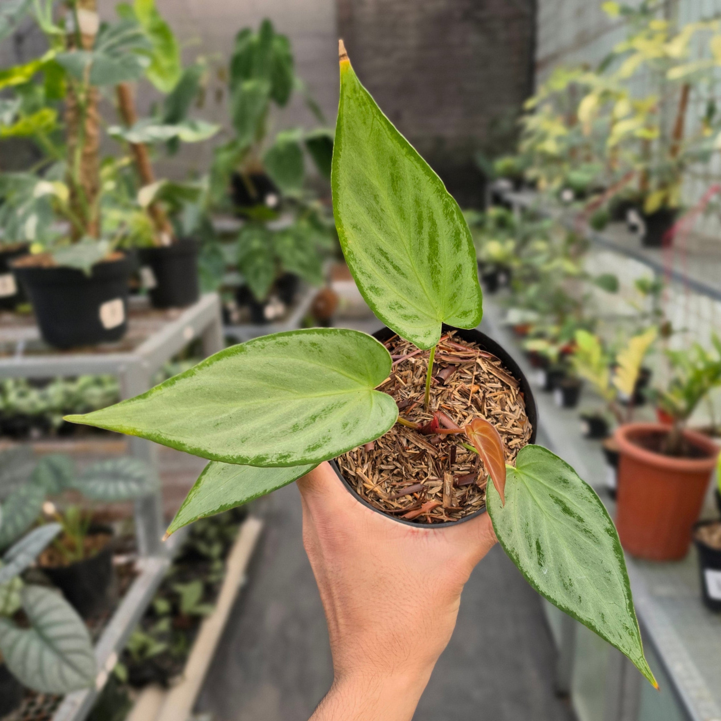 Anthurium silver chrome x warocqueanum - Image 5