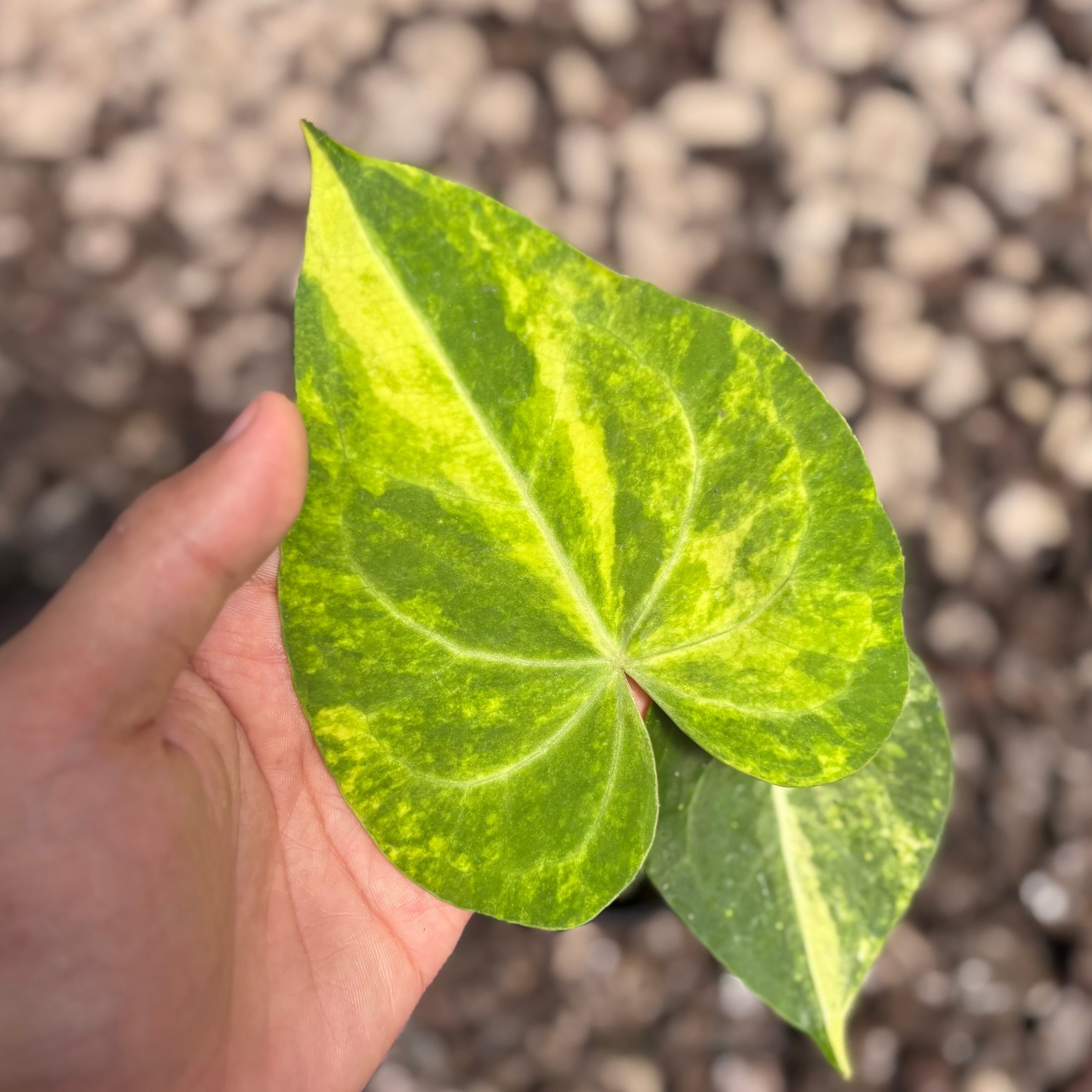 Anthurium sweet love variegated - Image 2