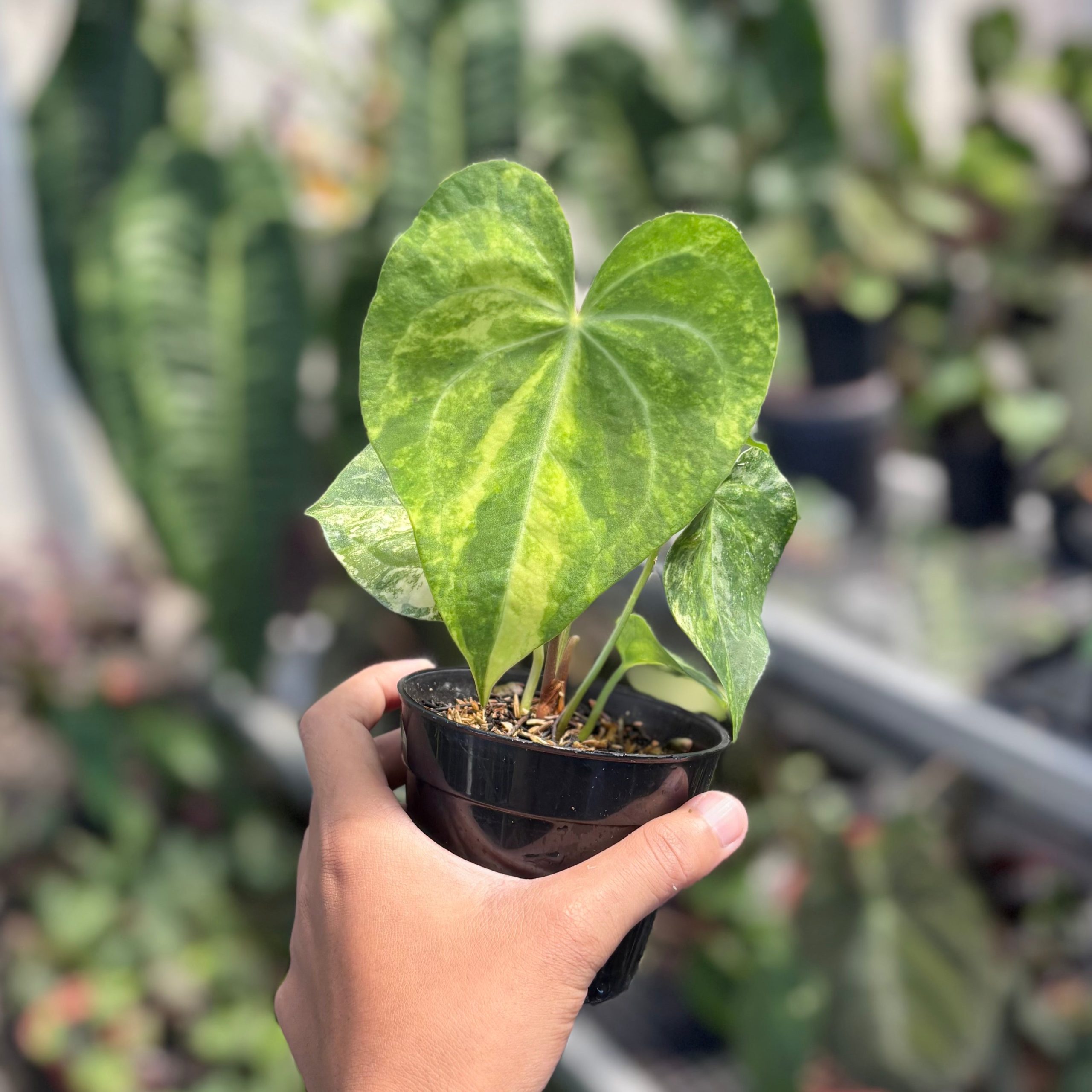 Anthurium sweet love variegated - Image 3