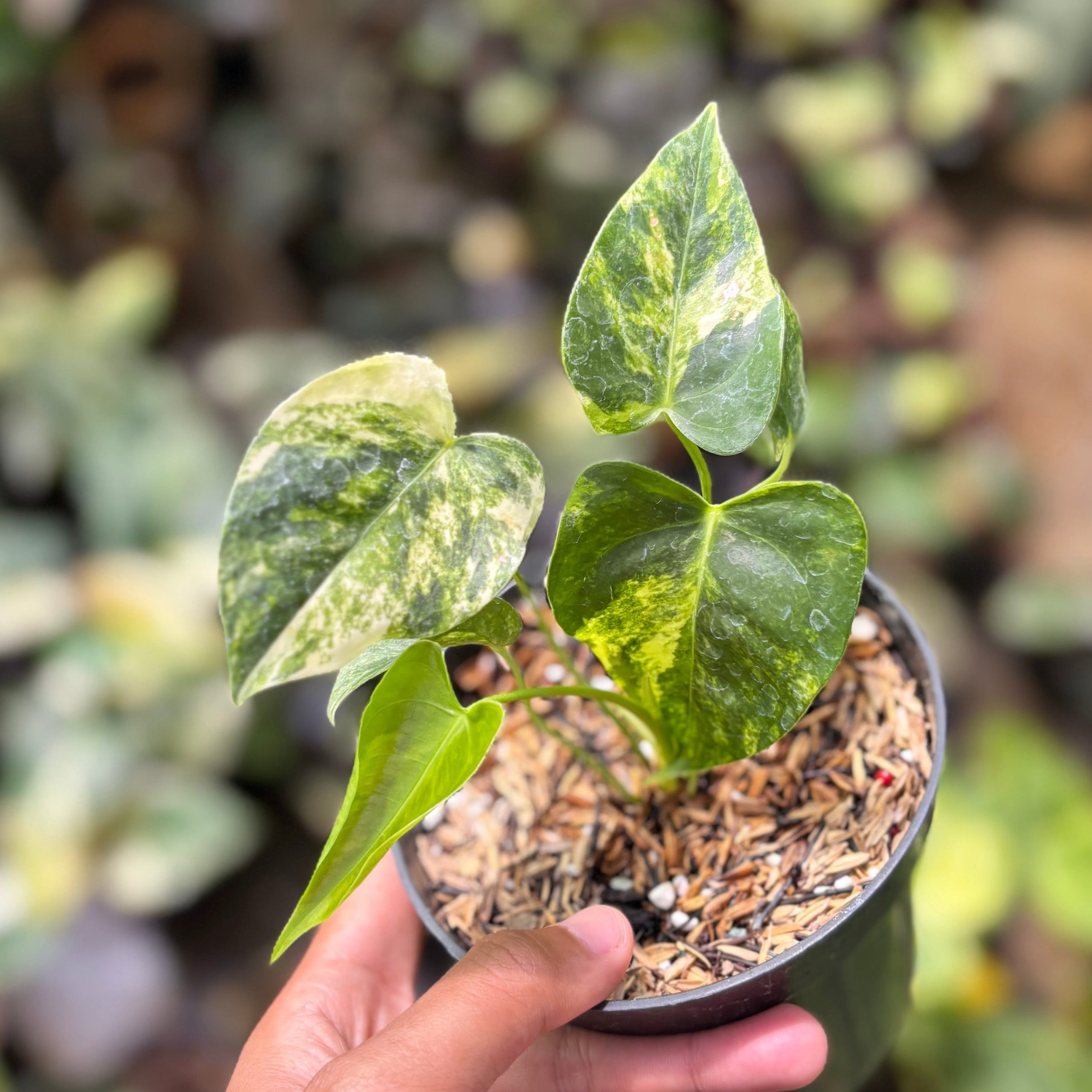 Anthurium Veitchii Variegated - Image 2