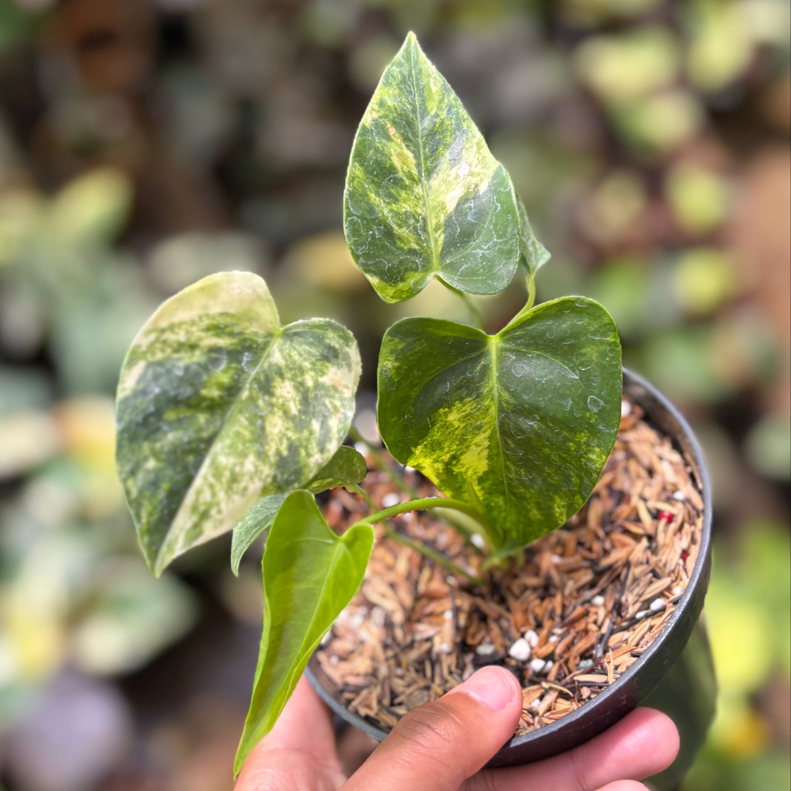 Anthurium Veitchii Variegated - Image 3