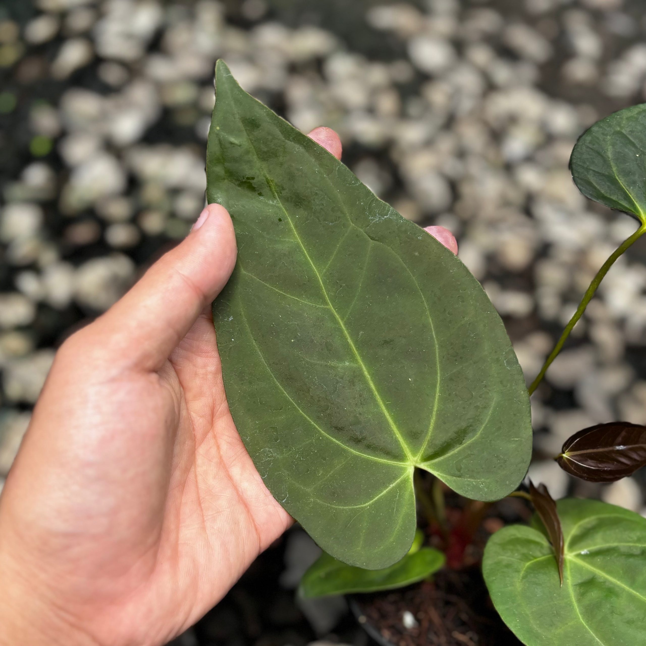 Anthurium velvet cobra x fort sherman - Image 2