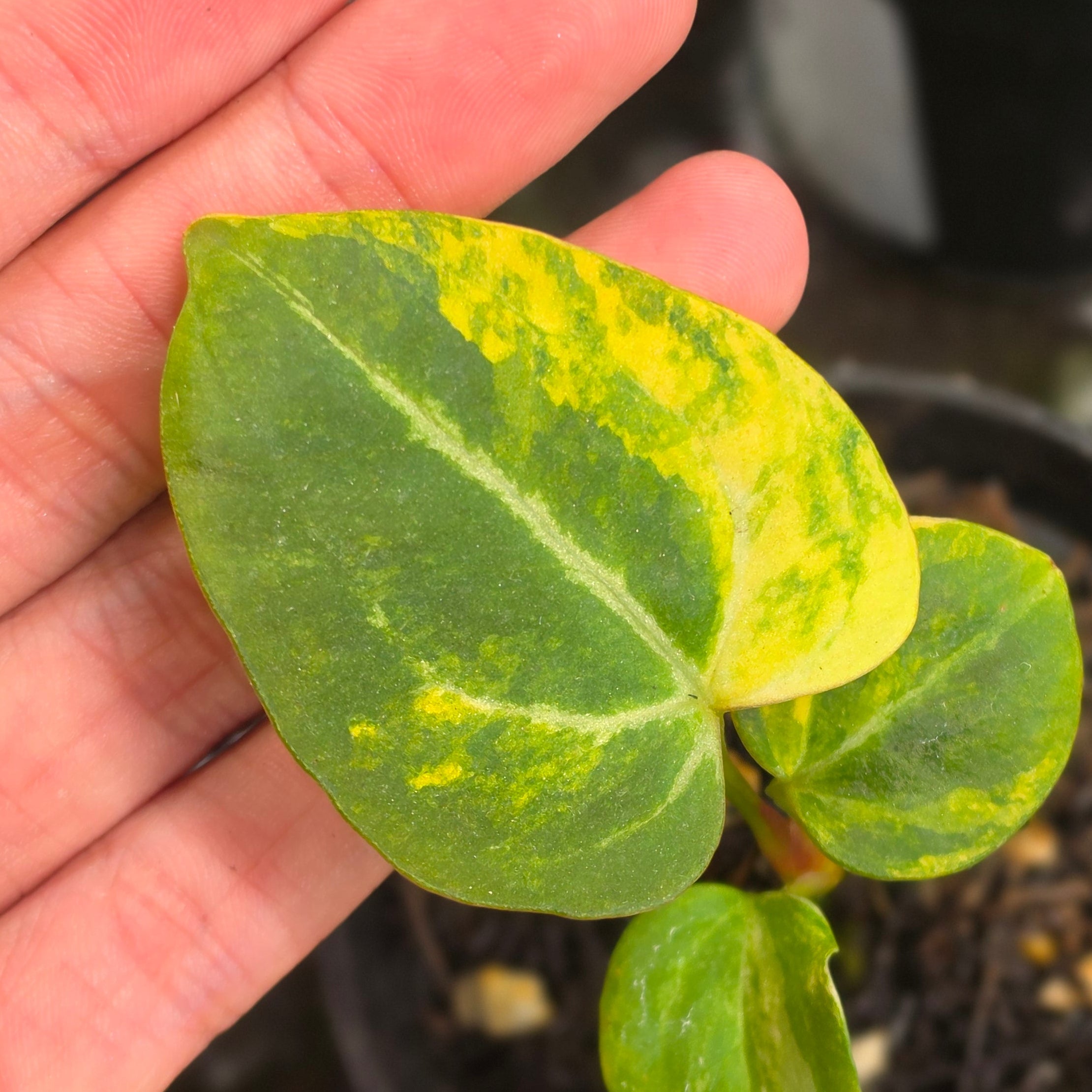 Anthurium venom x domino - seedling - Image 2