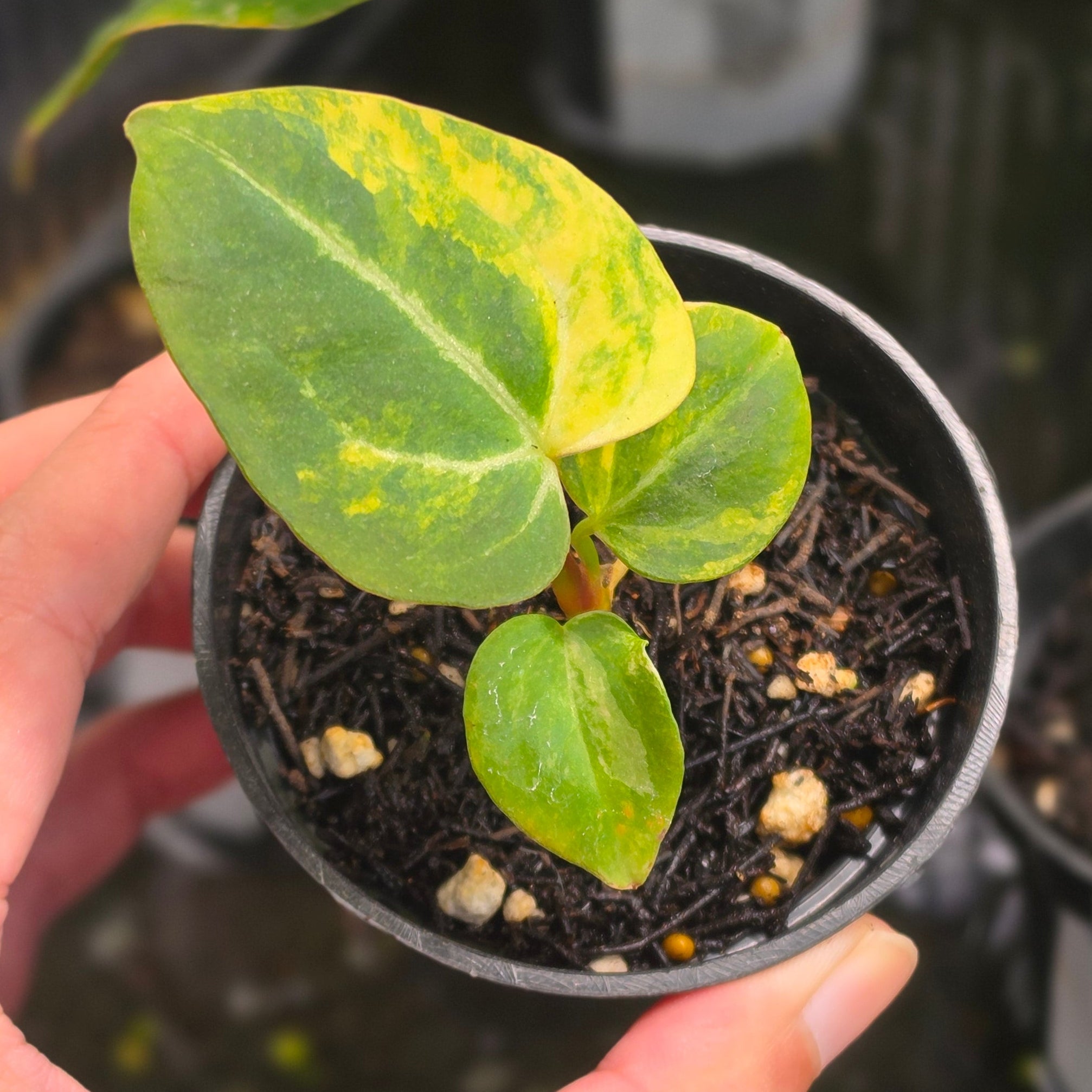 Anthurium venom x domino - seedling - Image 3