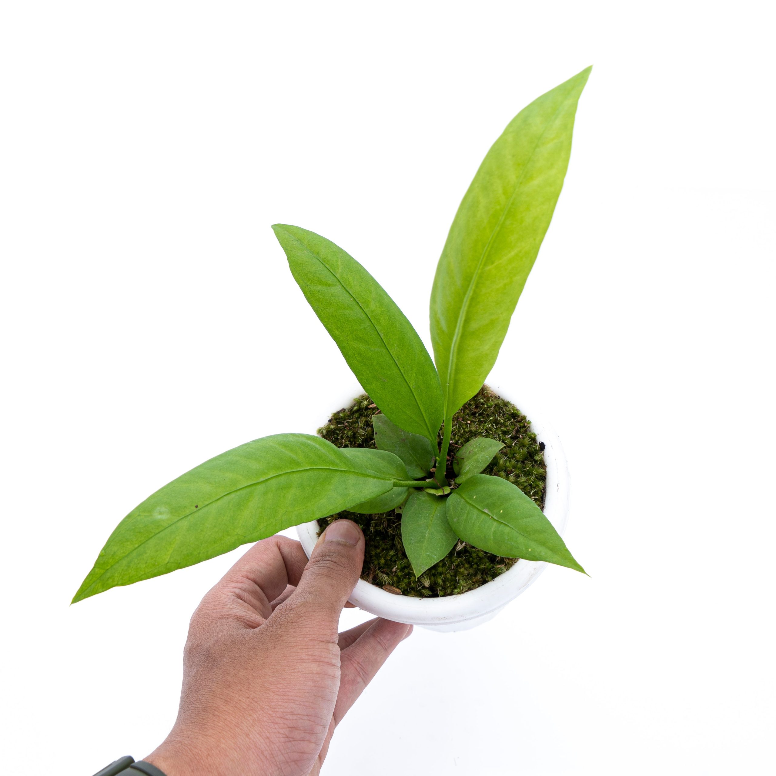 Anthurium vittarifolium - Image 2