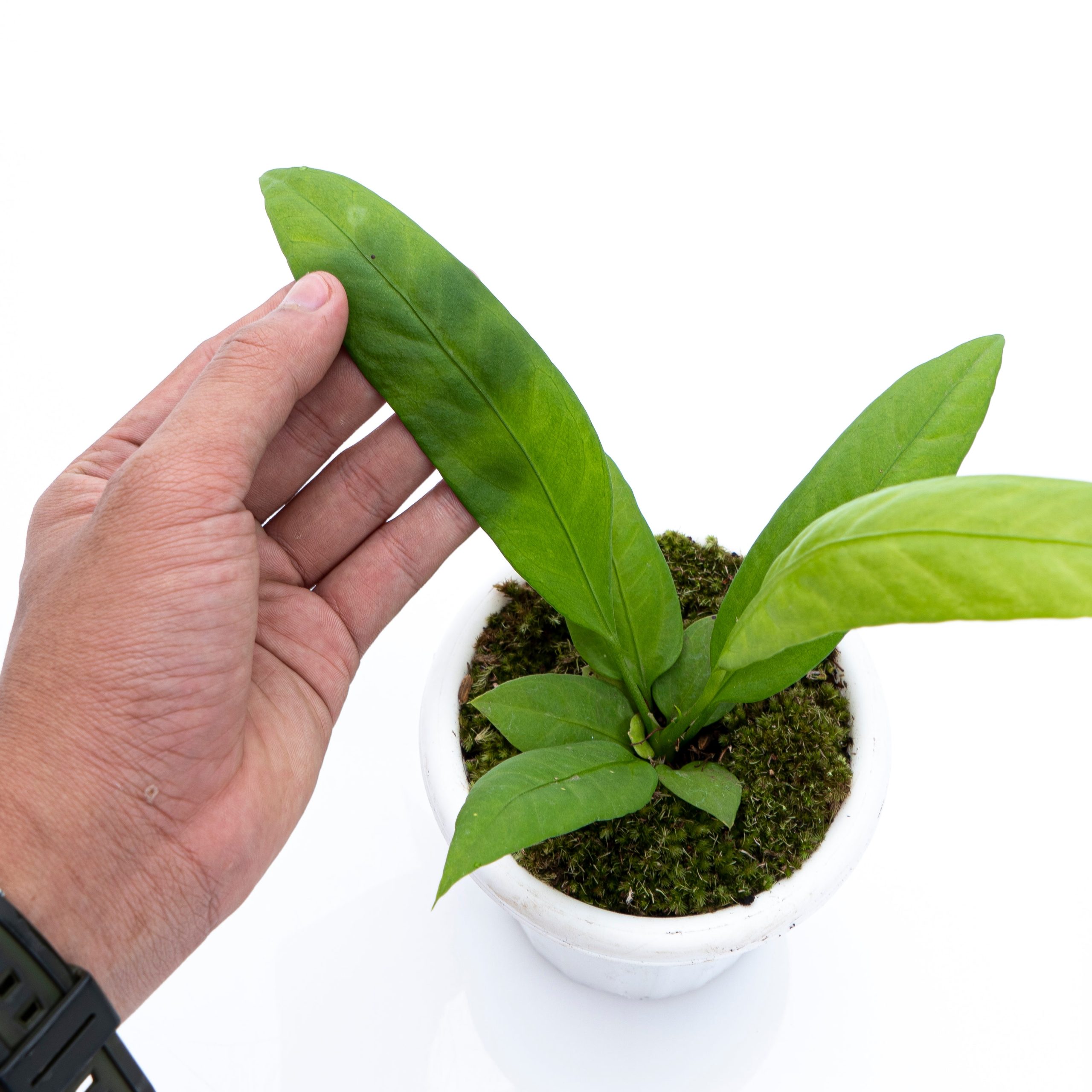 Anthurium vittarifolium - Image 3