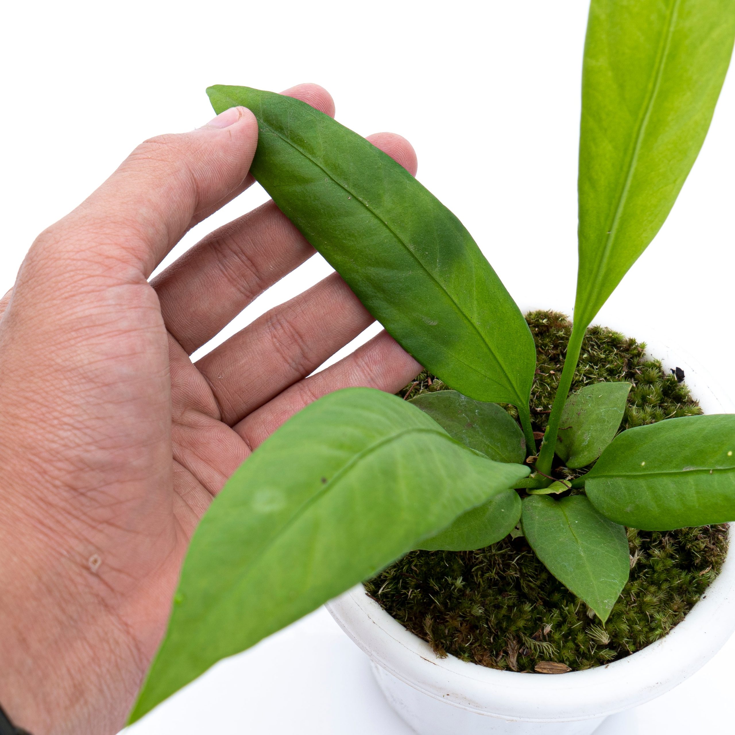 Anthurium vittarifolium - Image 4