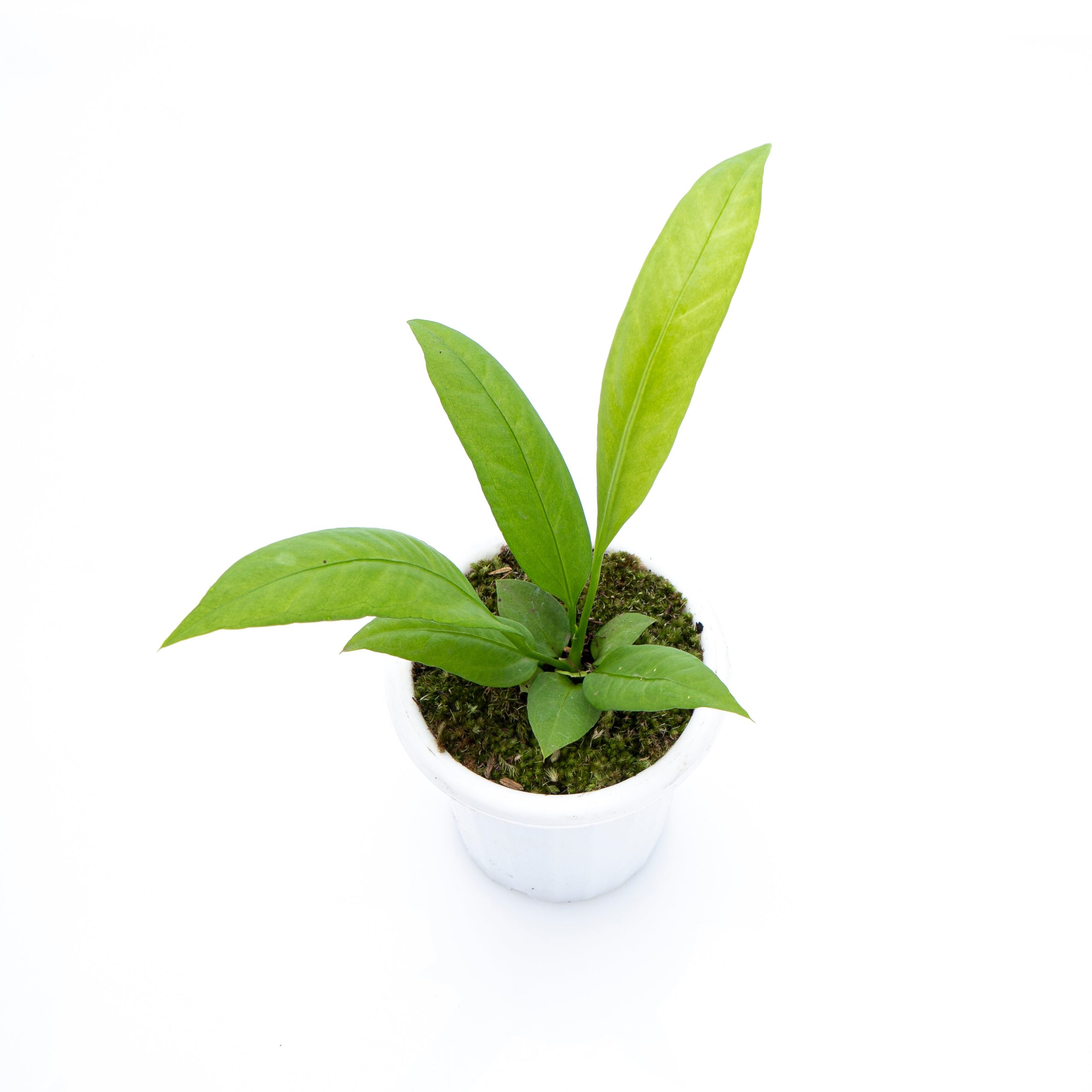 Anthurium vittarifolium - Image 5