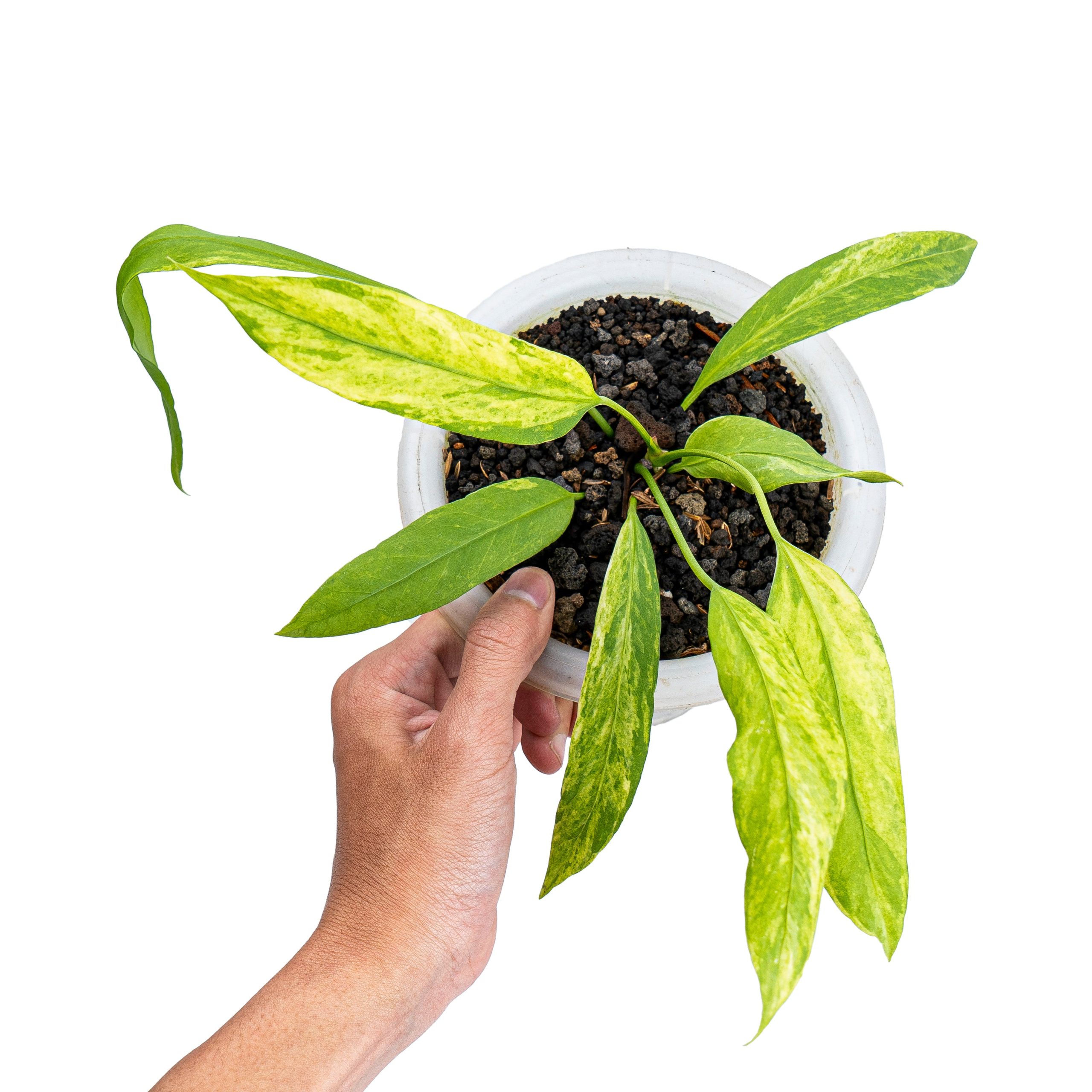 Anthurium vittarifolium variegated