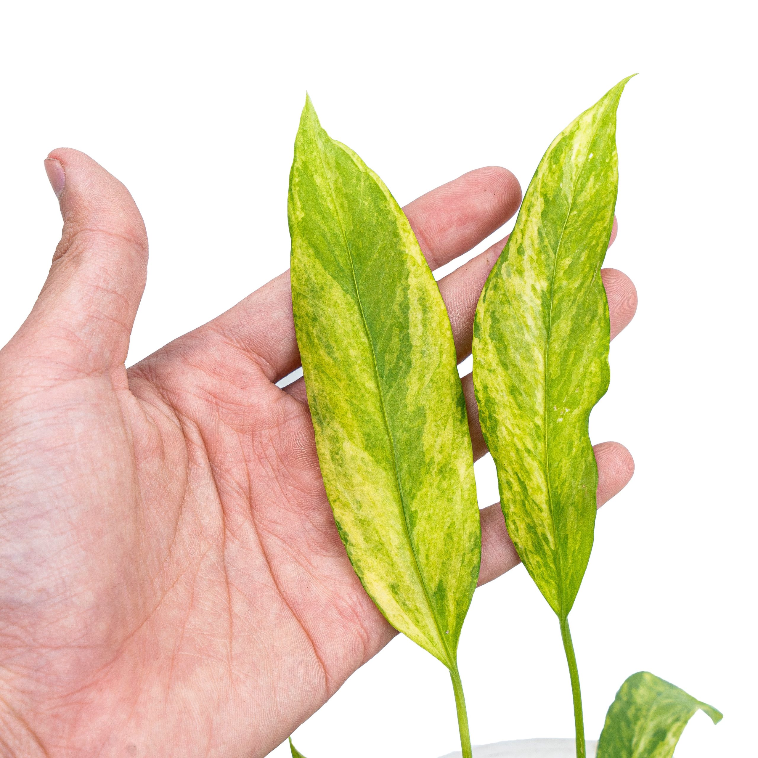 Anthurium vittarifolium variegated - Image 2
