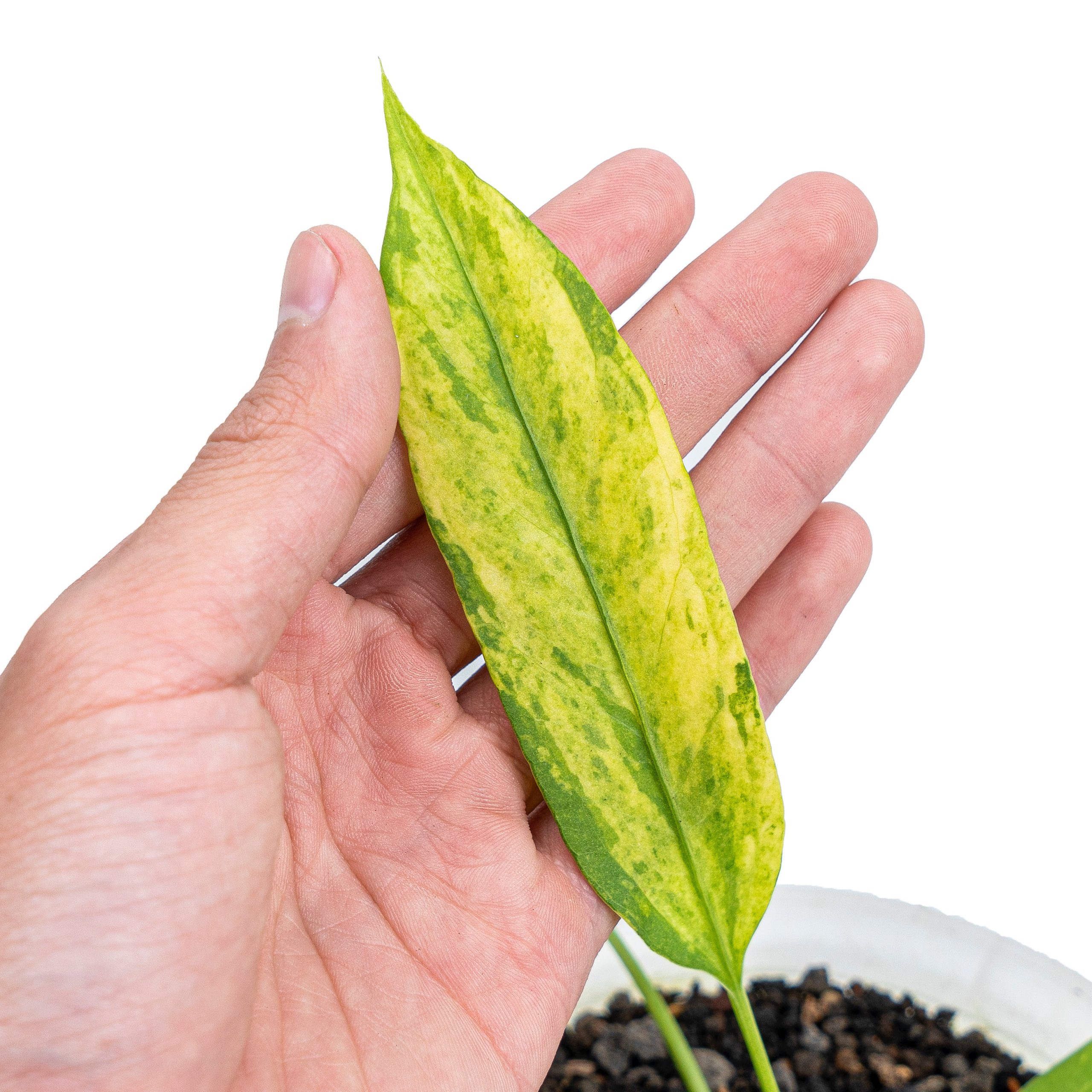 Anthurium vittarifolium variegated - Image 3