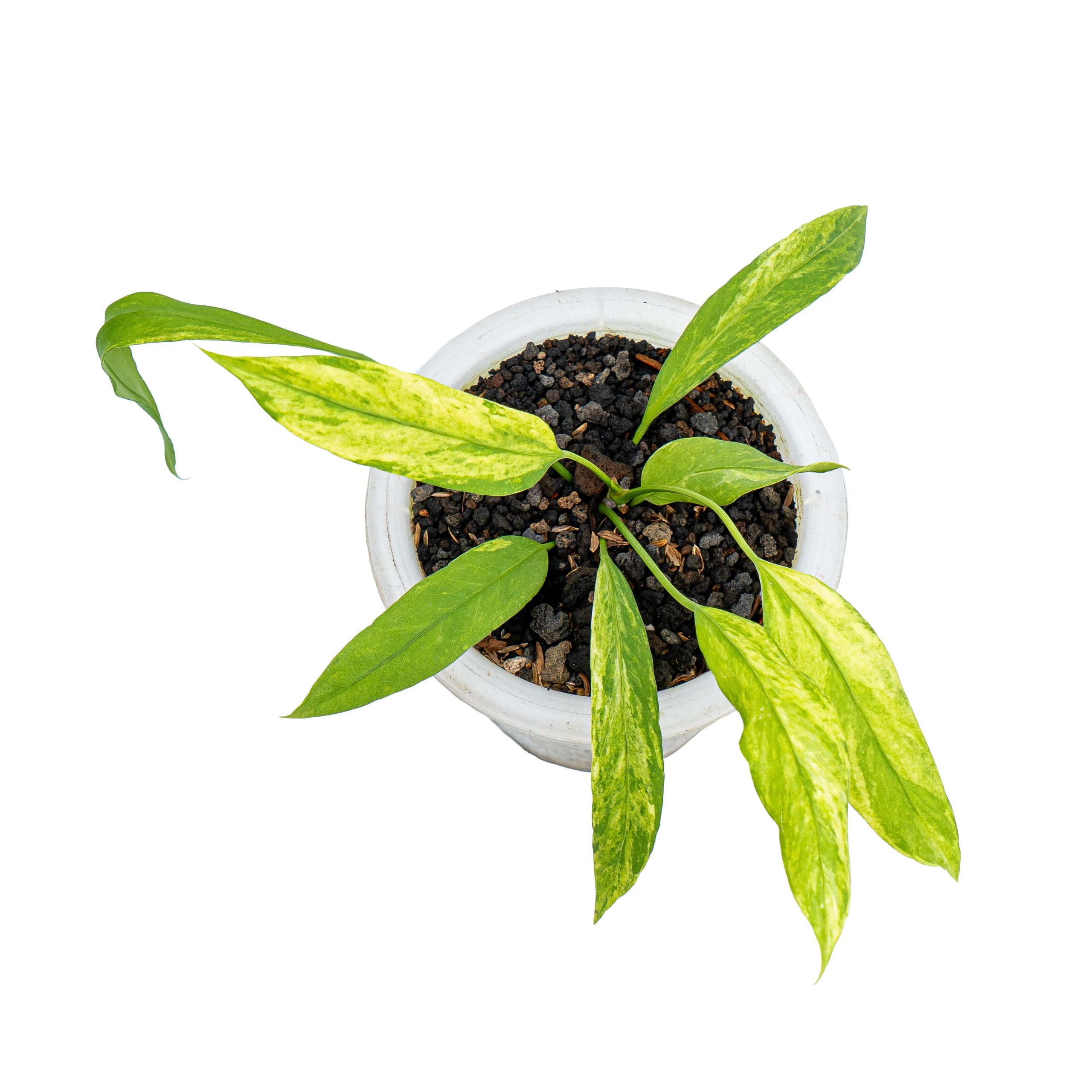 Anthurium vittarifolium variegated - Image 4