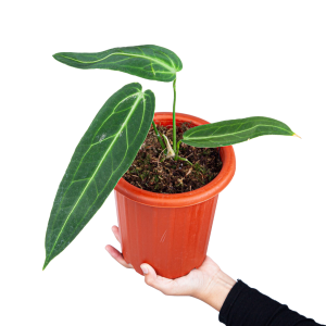 Anthurium Warocqueanum - Medium size