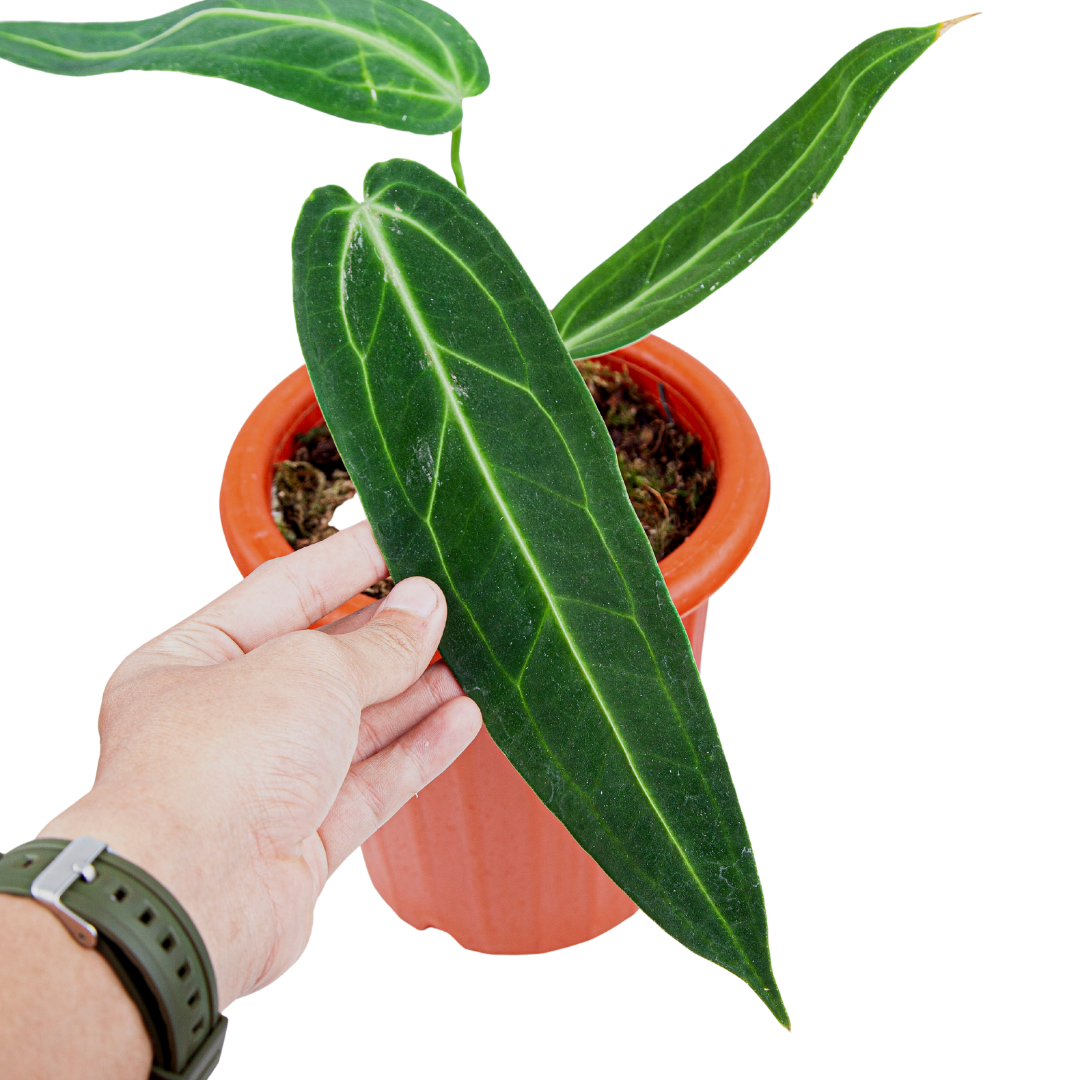 Anthurium Warocqueanum - Medium size - Image 2