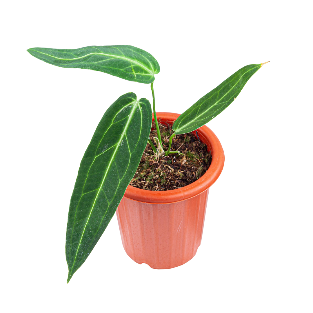 Anthurium Warocqueanum - Medium size - Image 3