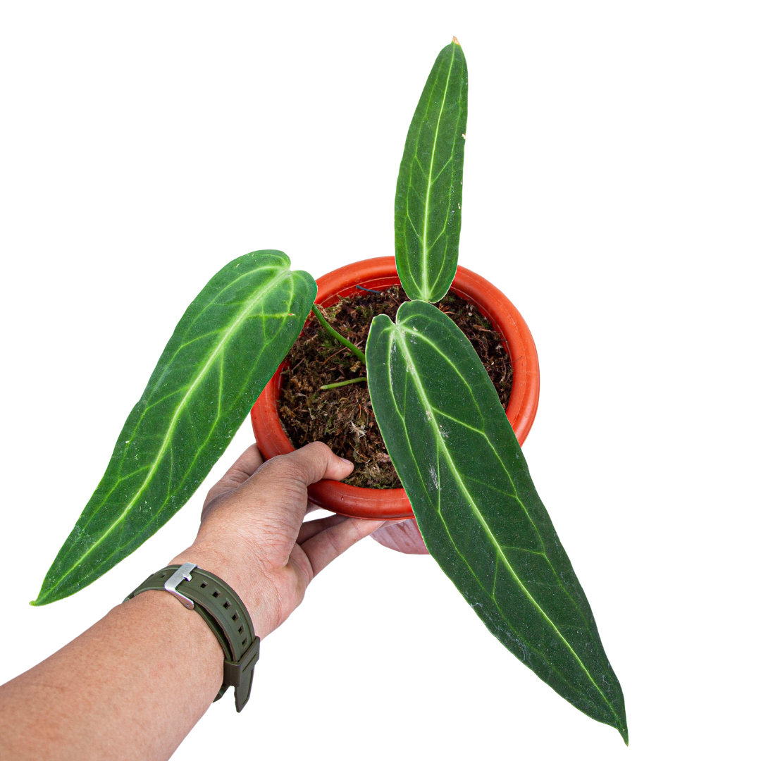 Anthurium Warocqueanum - Medium size - Image 4