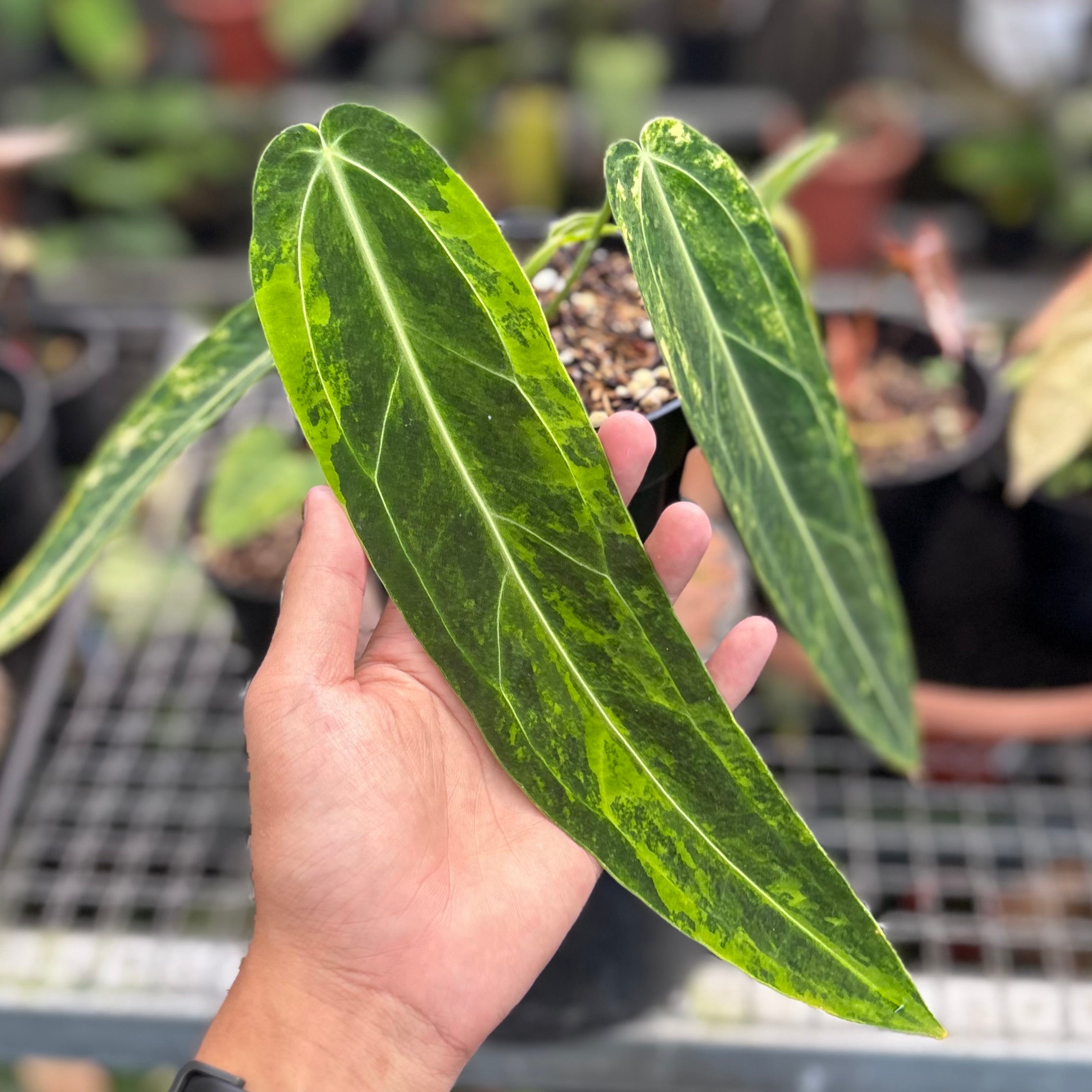 Anthurium warocqueanum dark form variegated - Image 2