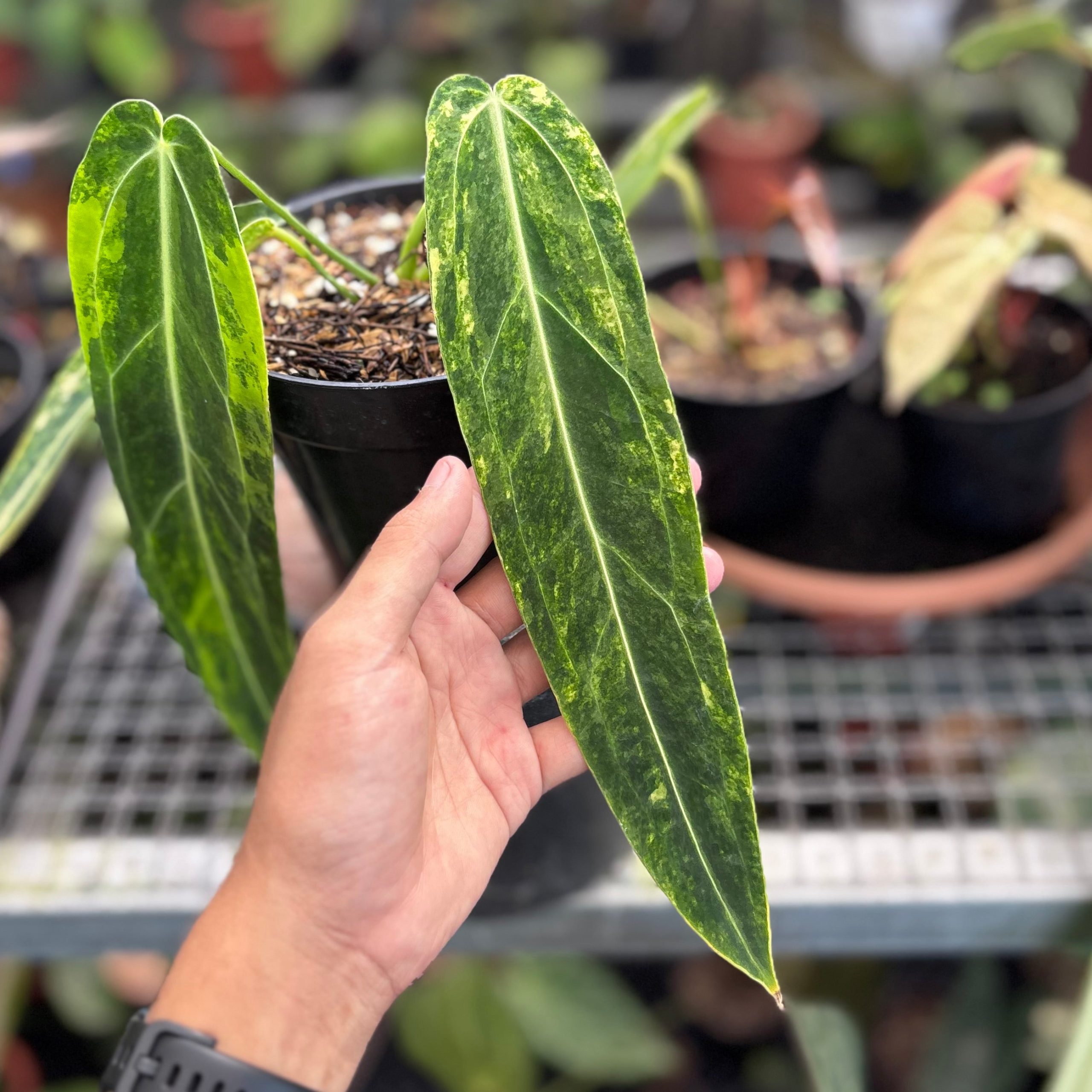 Anthurium warocqueanum dark form variegated - Image 3