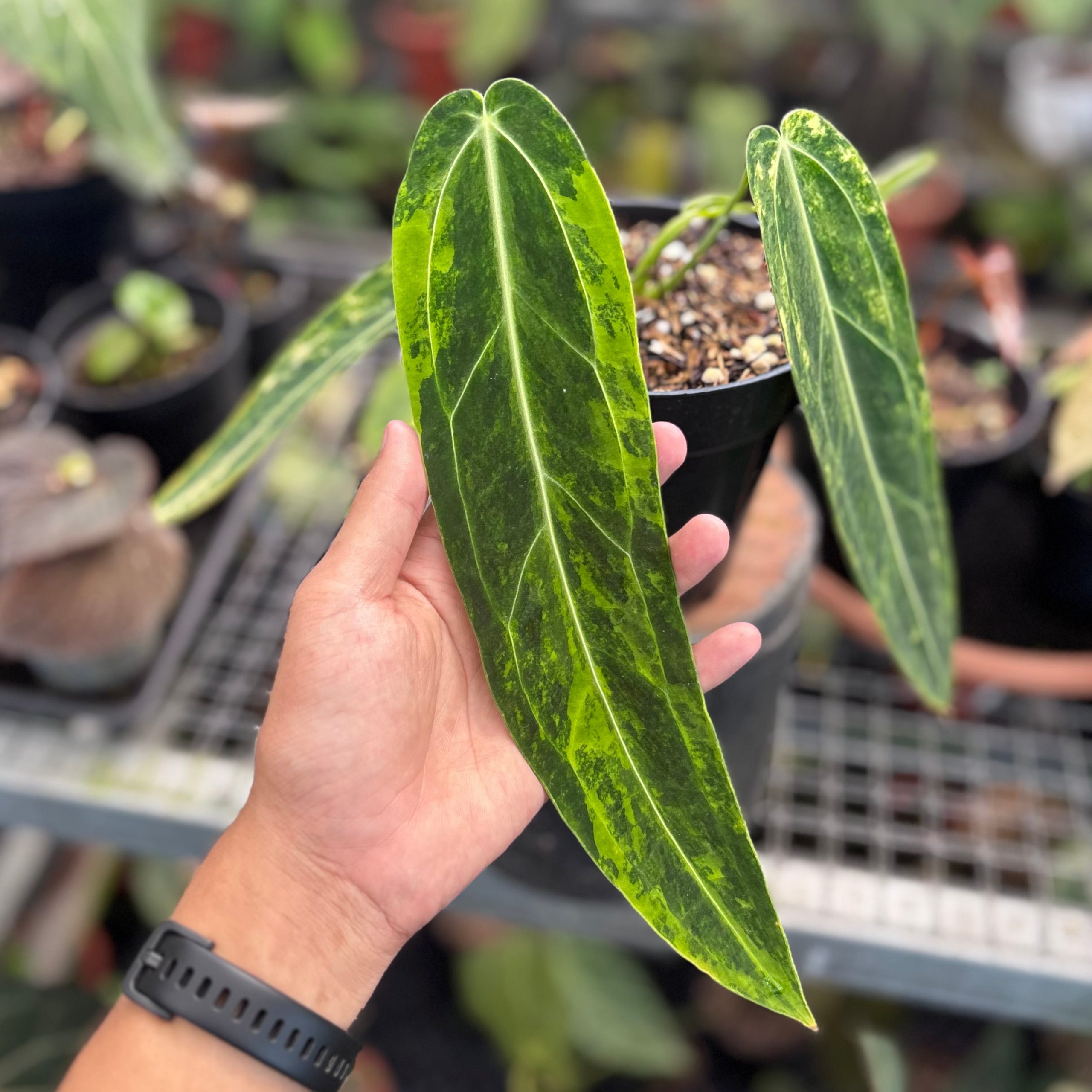 Anthurium warocqueanum dark form variegated - Image 4