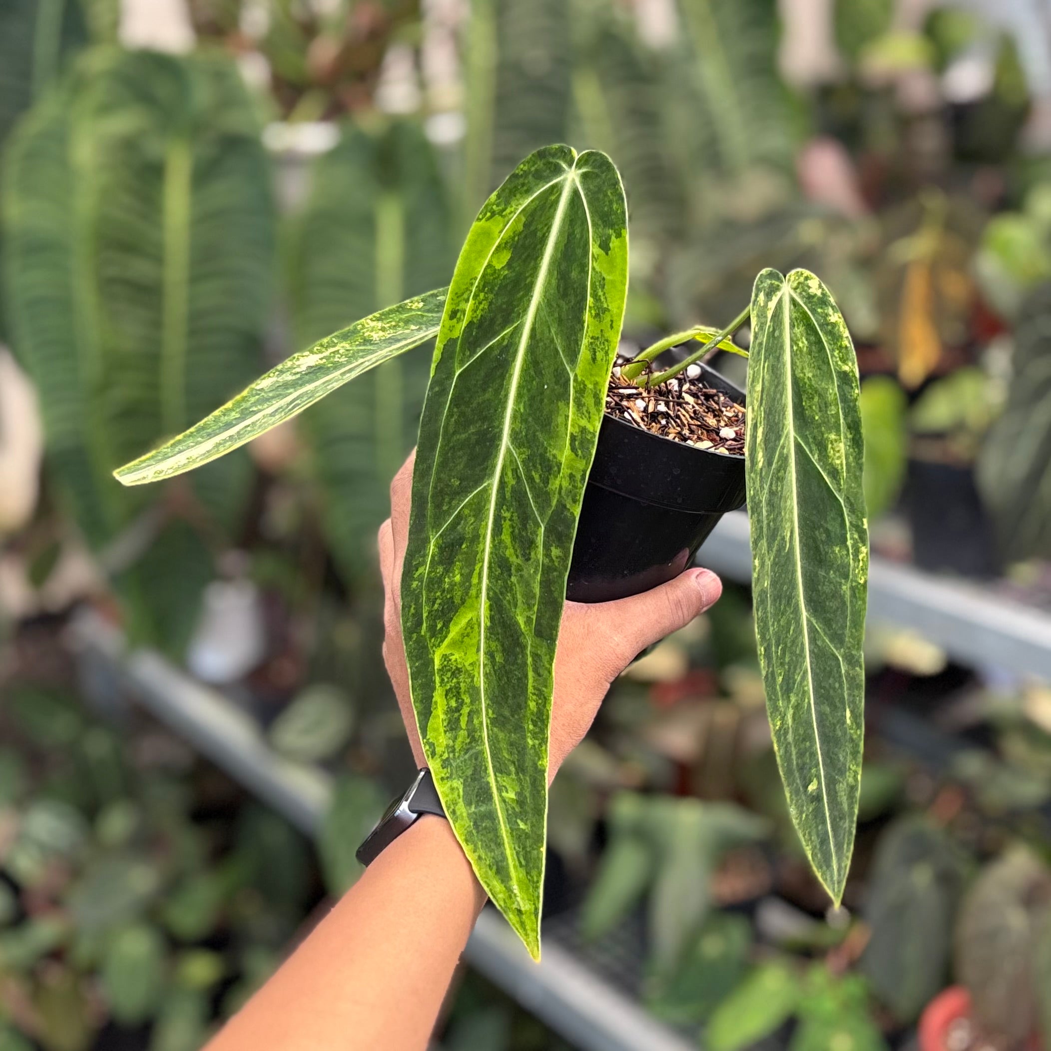 Anthurium warocqueanum dark form variegated - Image 5