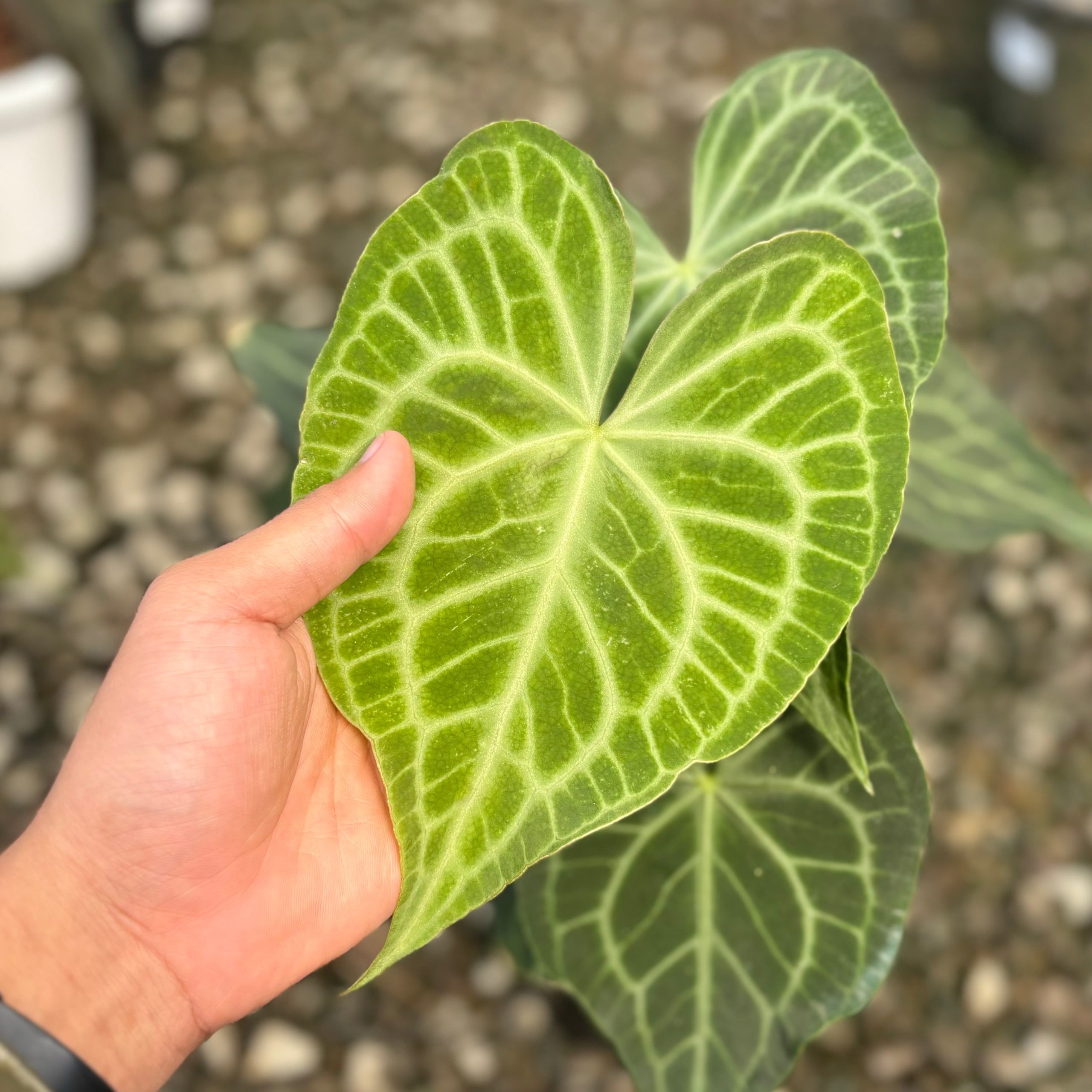 Anthurium warocqueanum x clarinervium - Mature size - Image 2