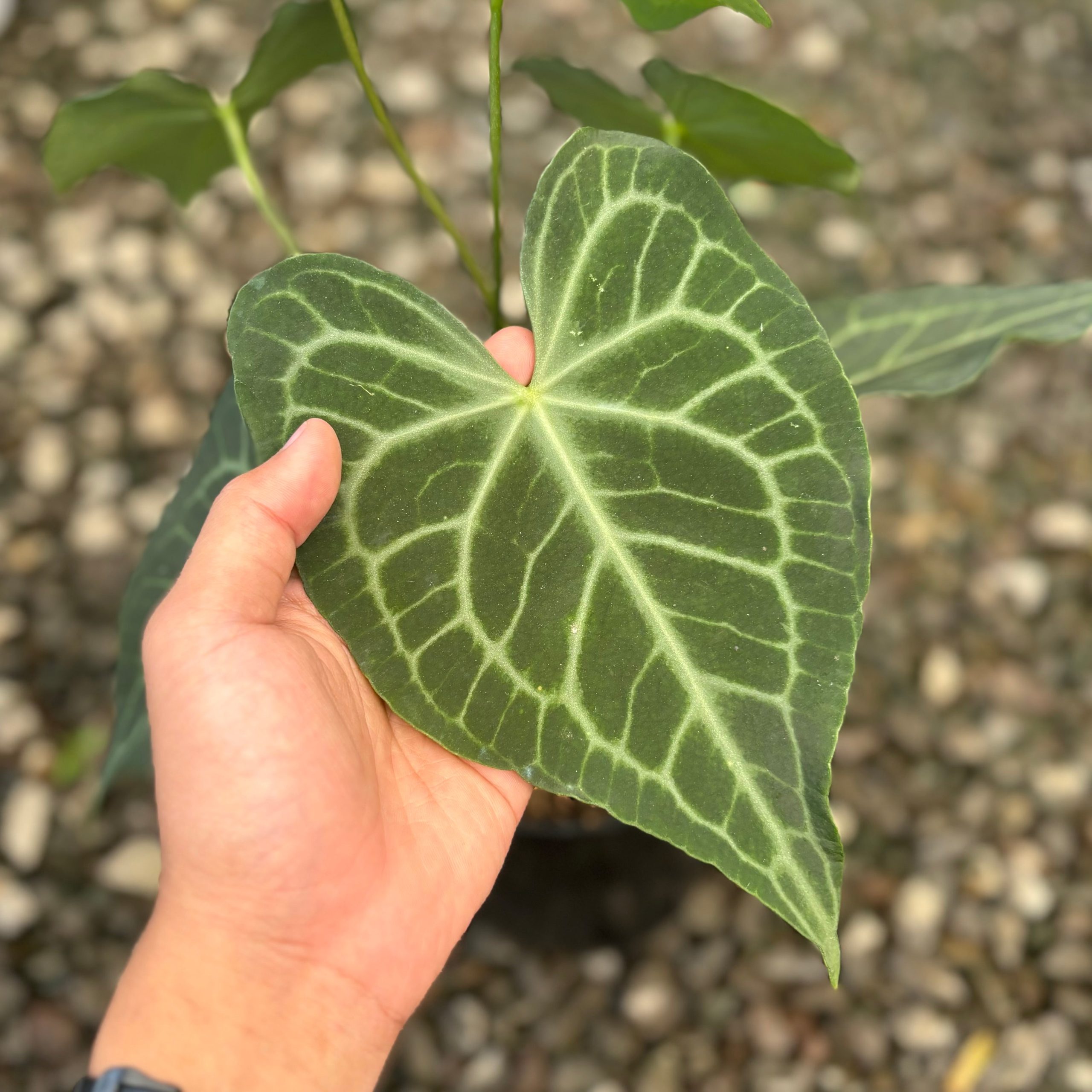 Anthurium warocqueanum x clarinervium - Mature size - Image 3