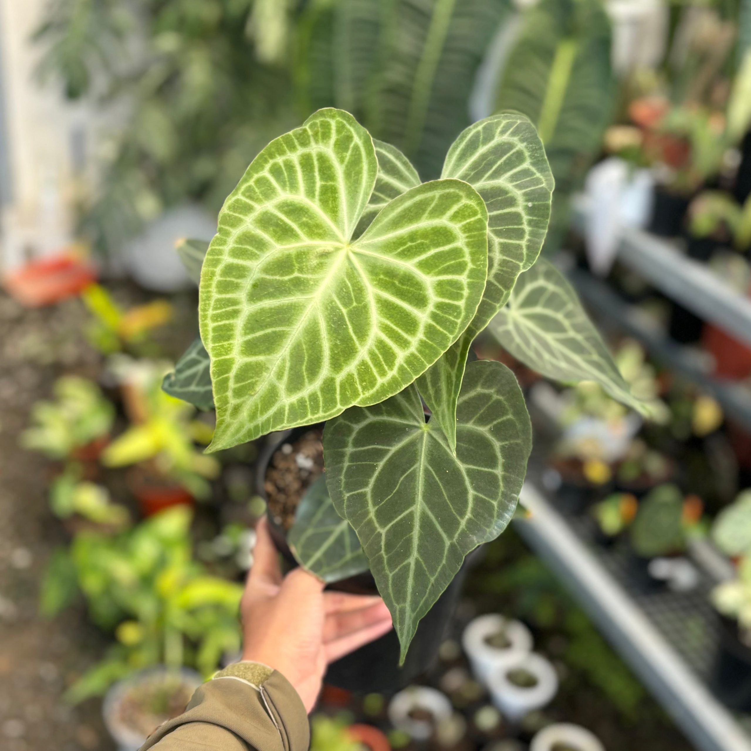 Anthurium warocqueanum x clarinervium - Mature size - Image 4
