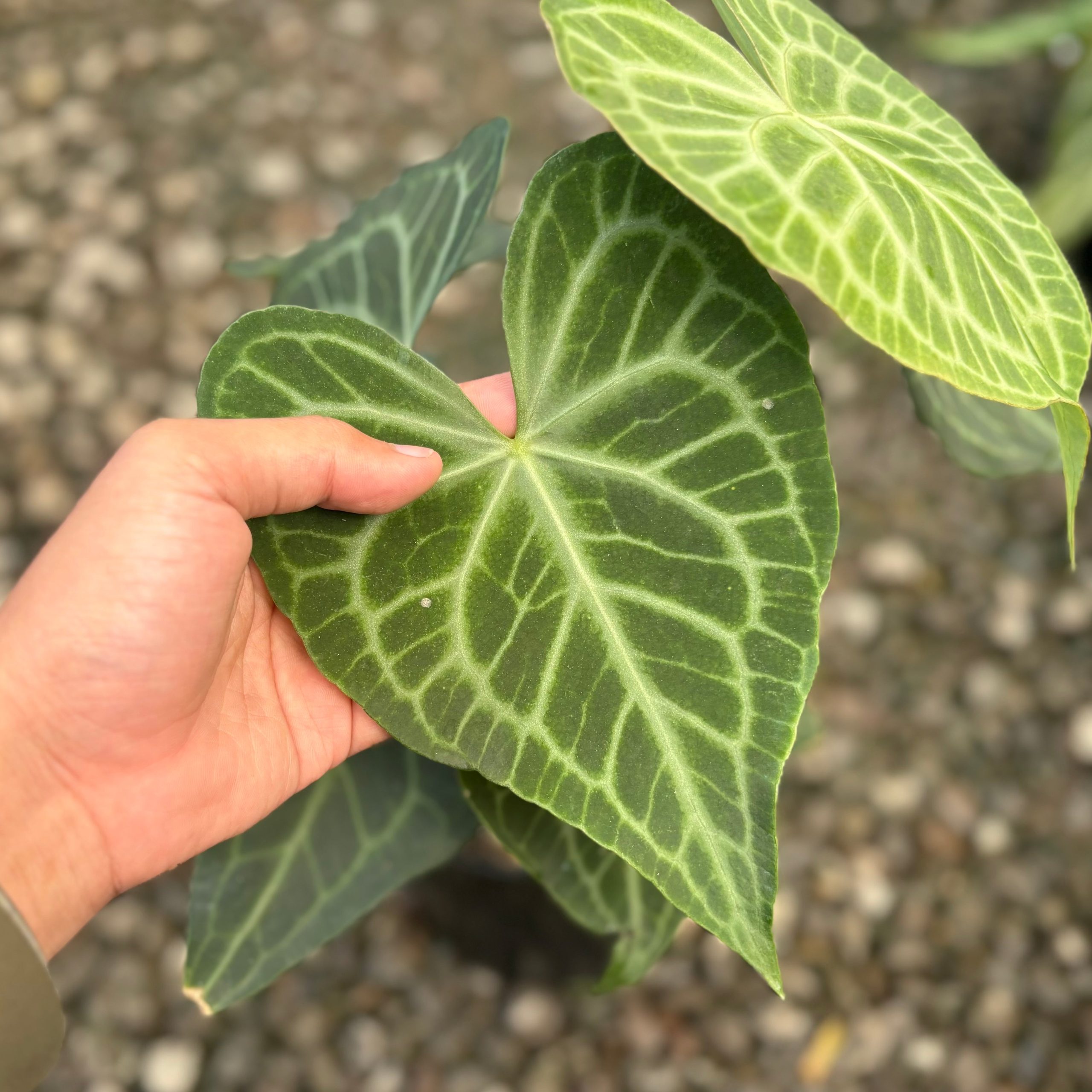Anthurium warocqueanum x clarinervium - Mature size - Image 5