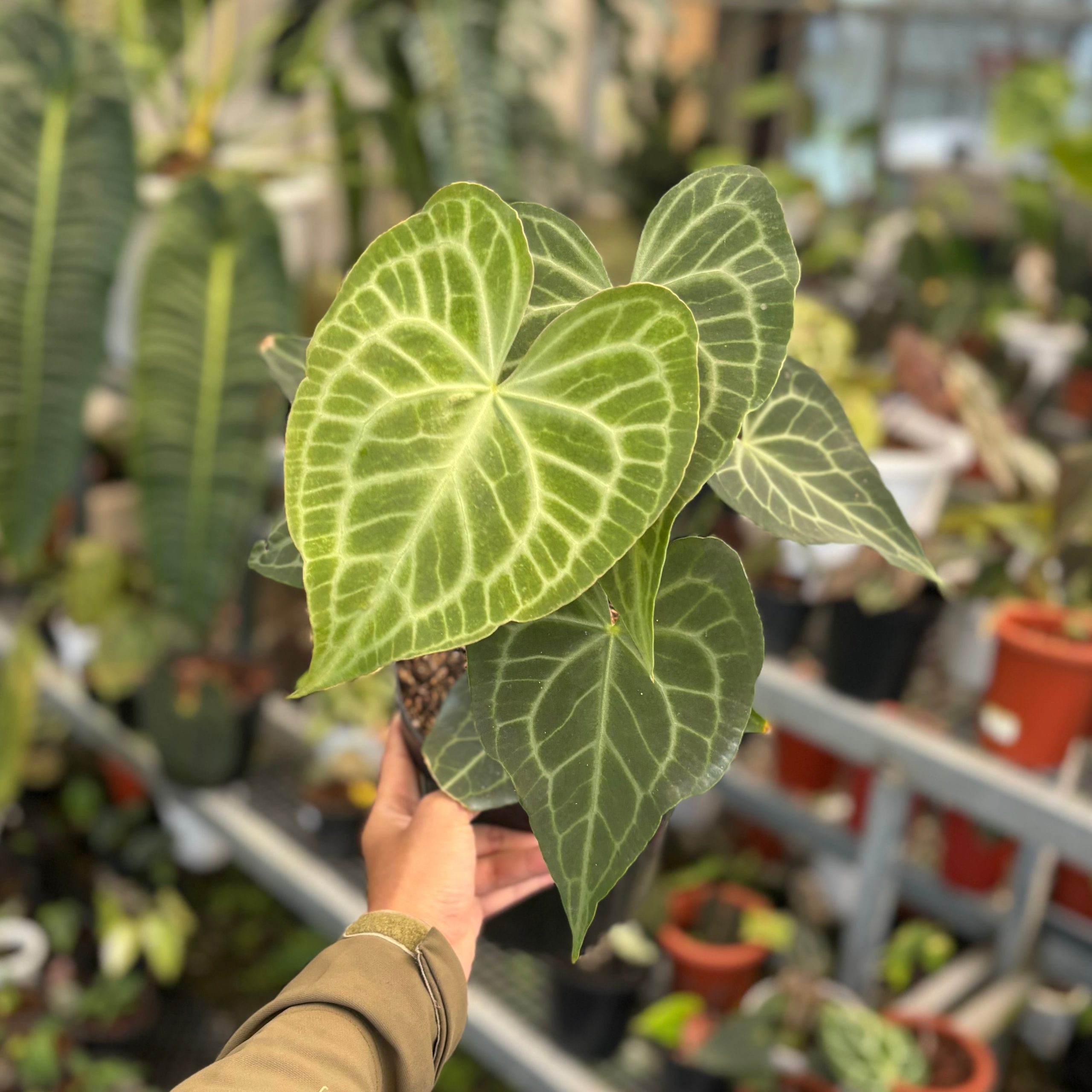Anthurium warocqueanum x clarinervium - Mature size - Image 6