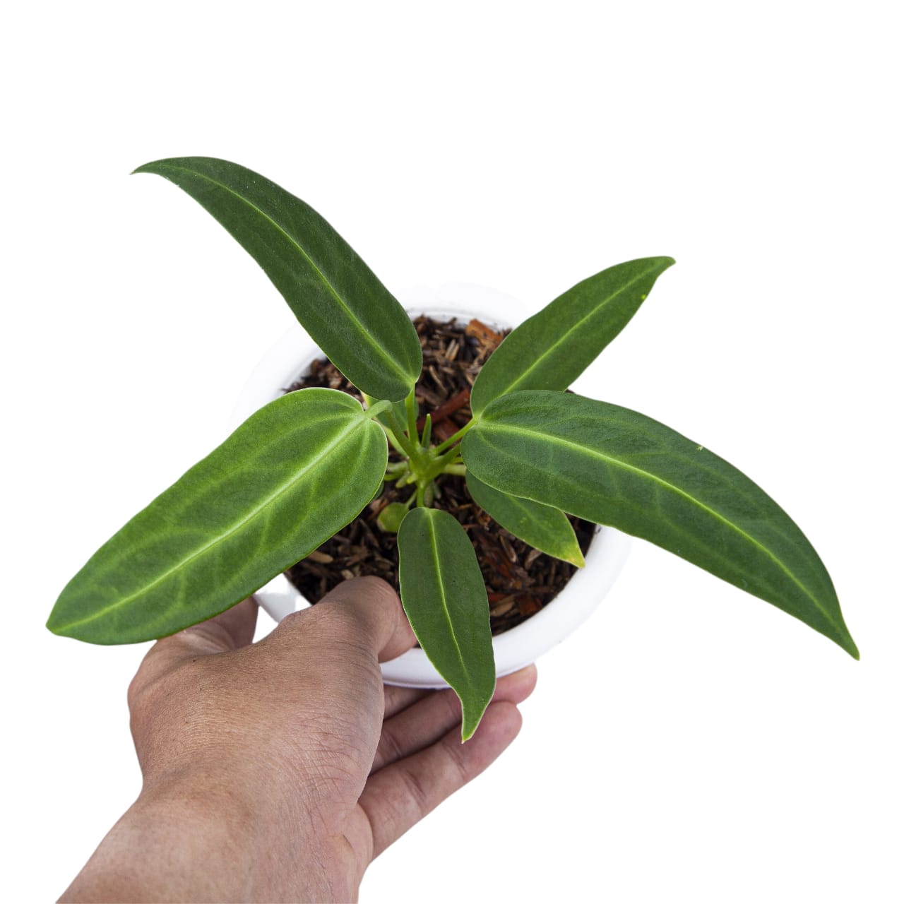 Anthurium Warocqueanum - Image 2