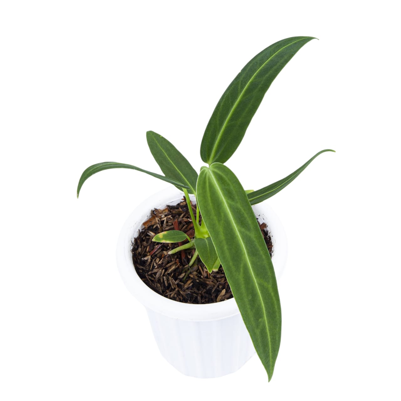 Anthurium Warocqueanum - Image 3