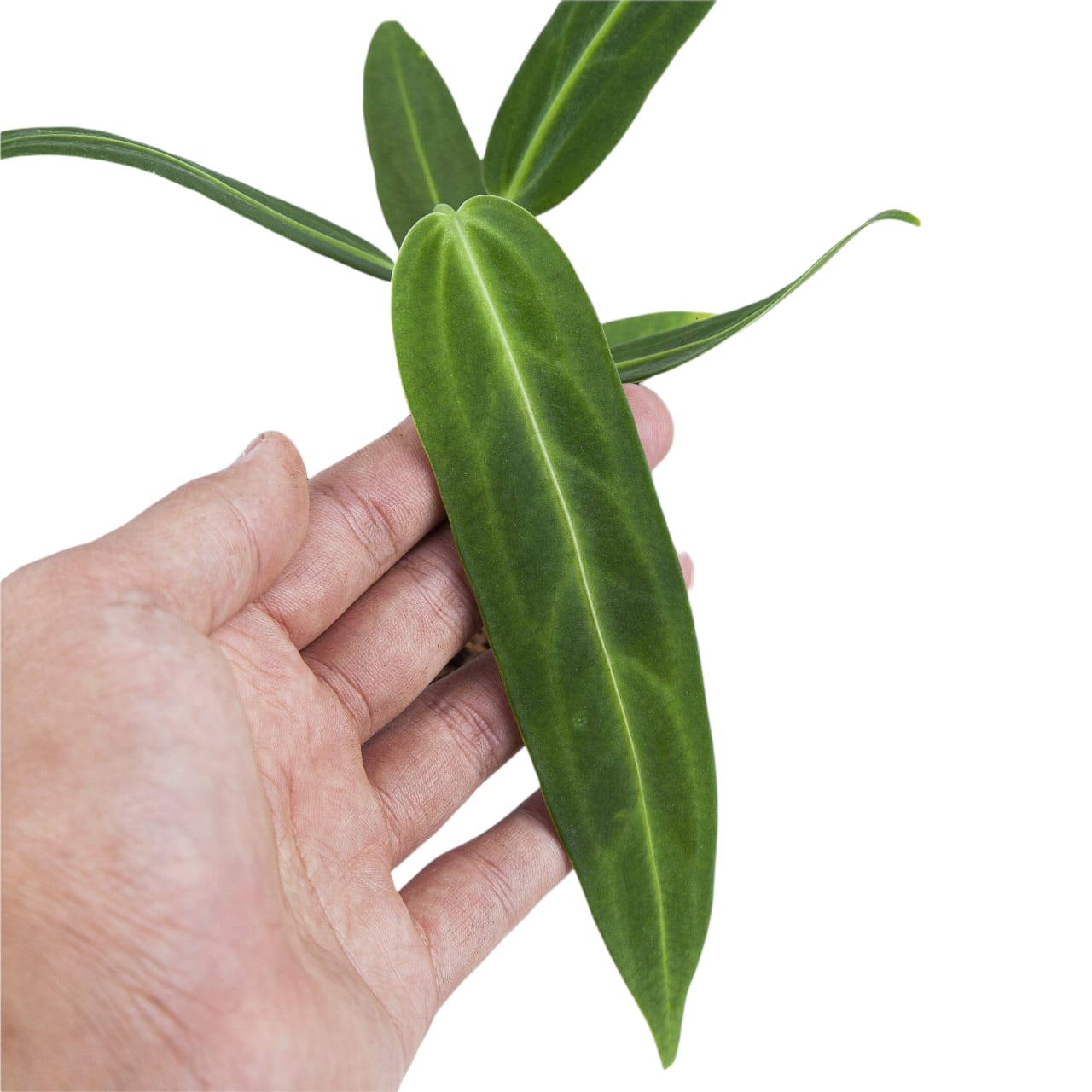 Anthurium Warocqueanum - Image 4