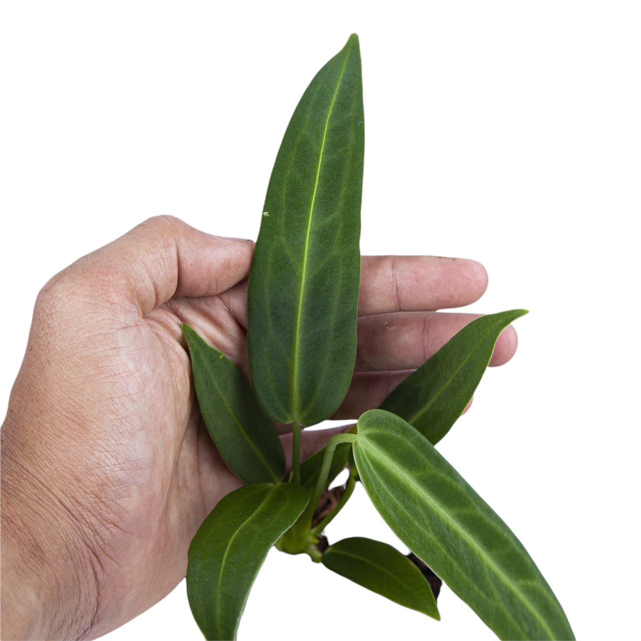 Anthurium Warocqueanum - Image 5