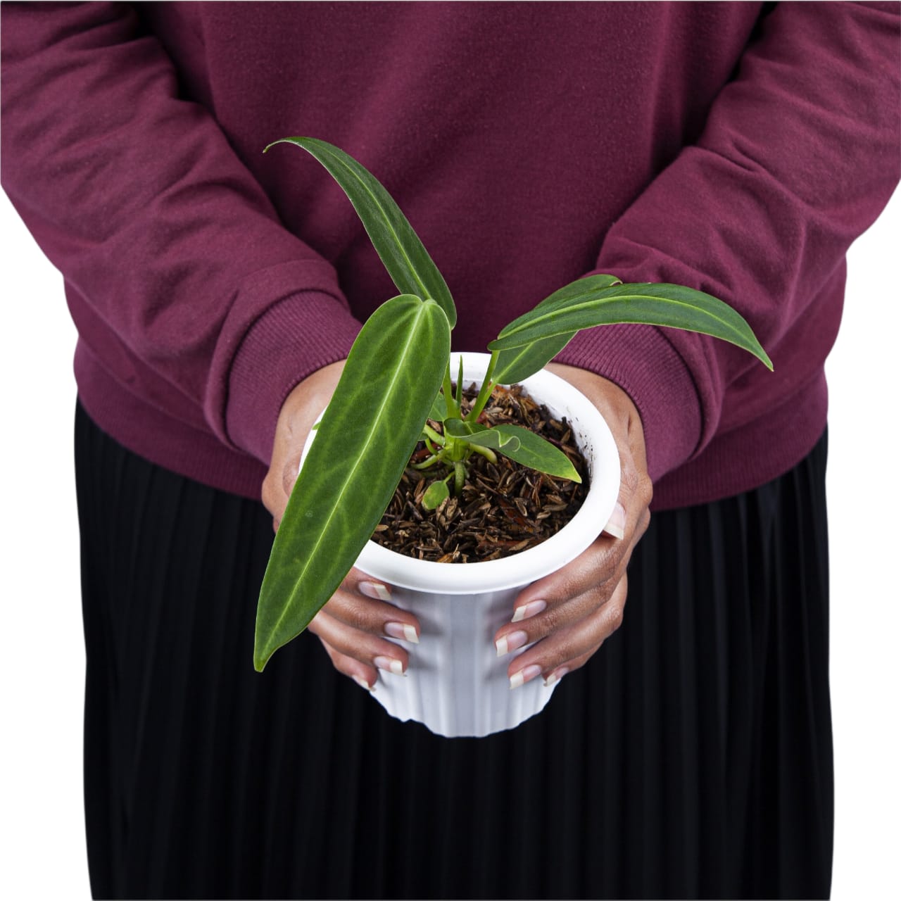 Anthurium Warocqueanum - Image 6