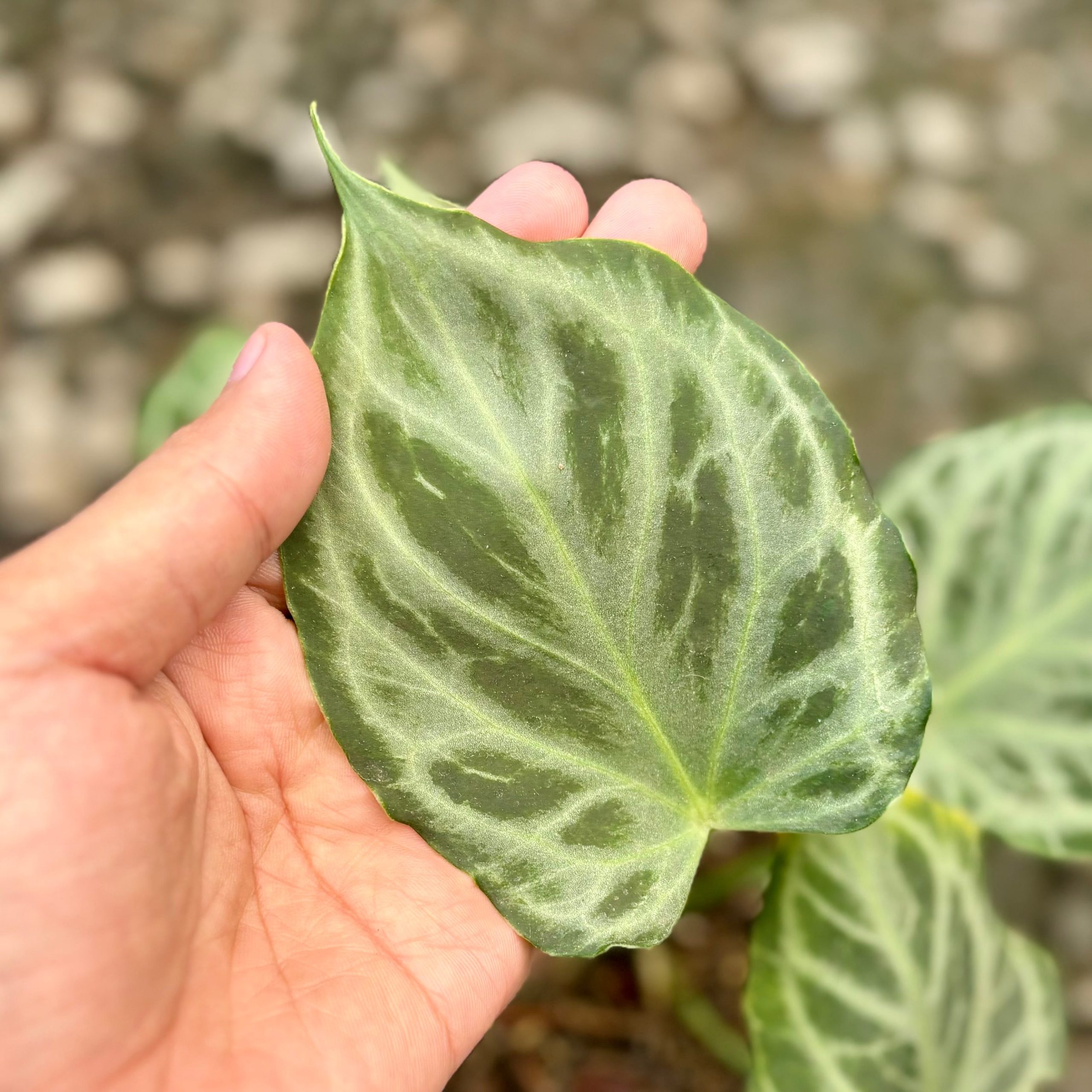 Anthurium silver tiger - Image 2