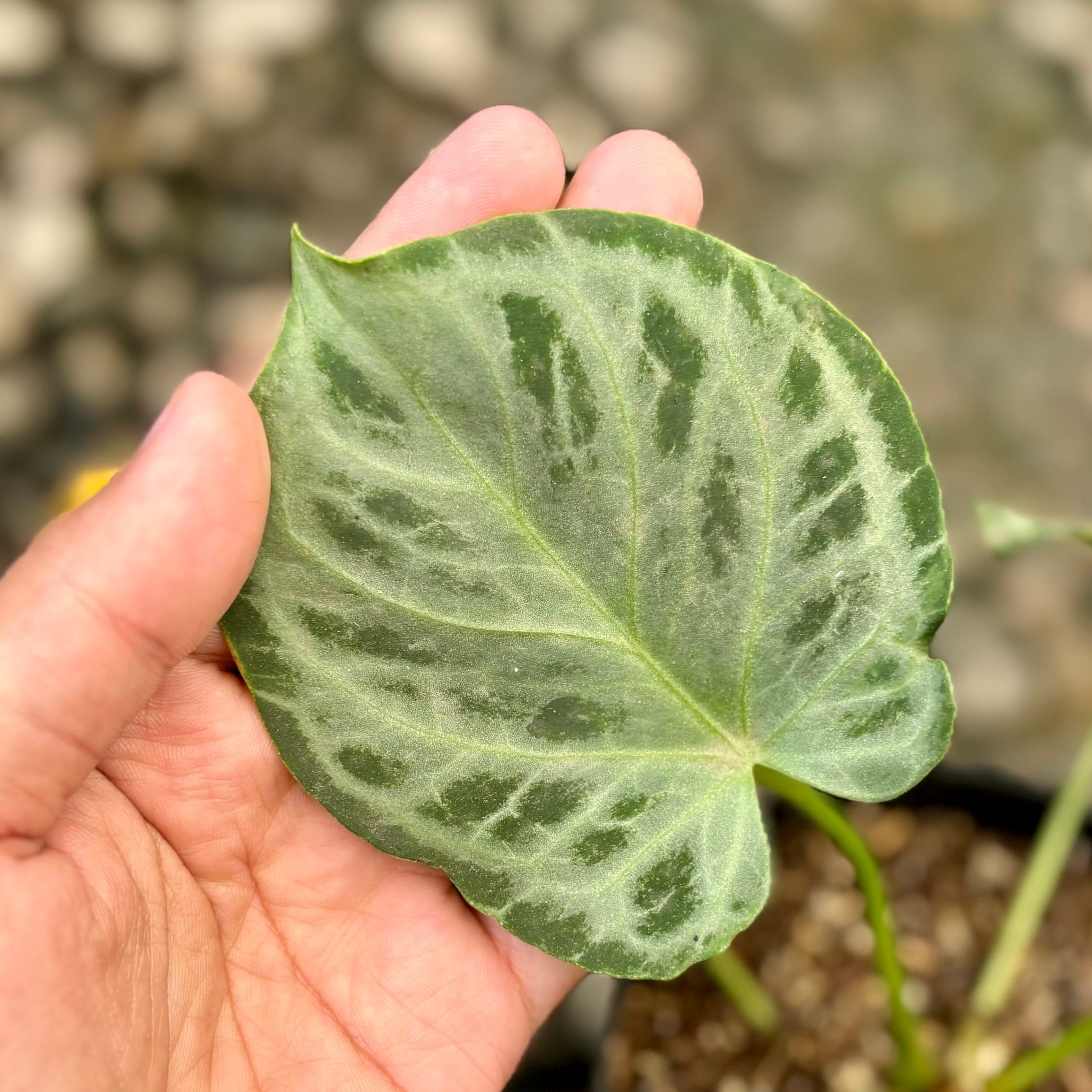Anthurium silver tiger - Image 3