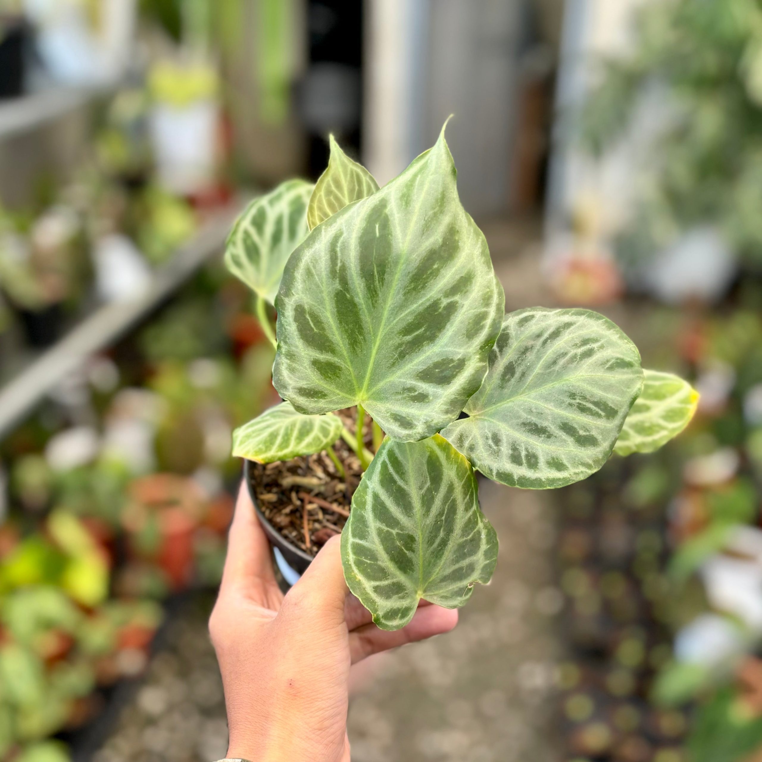 Anthurium silver tiger - Image 4