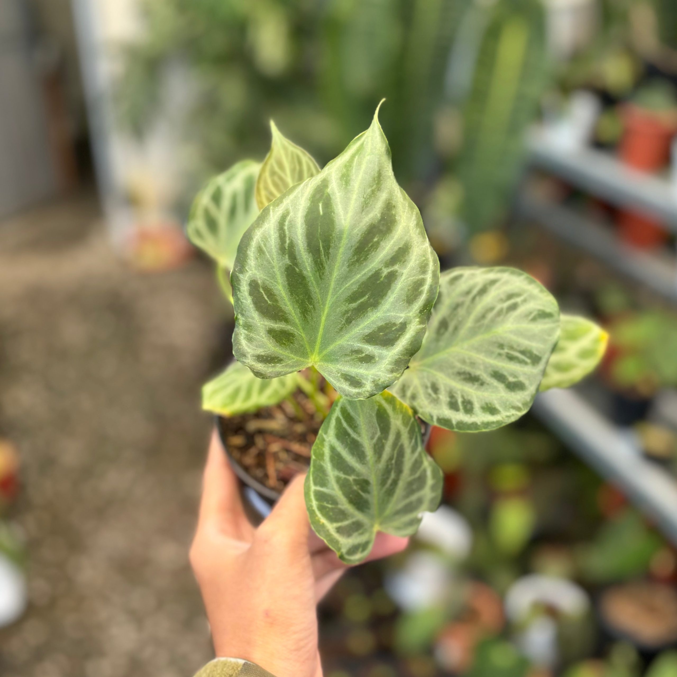 Anthurium silver tiger - Image 5