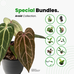 Rare Leaf Market Bundle