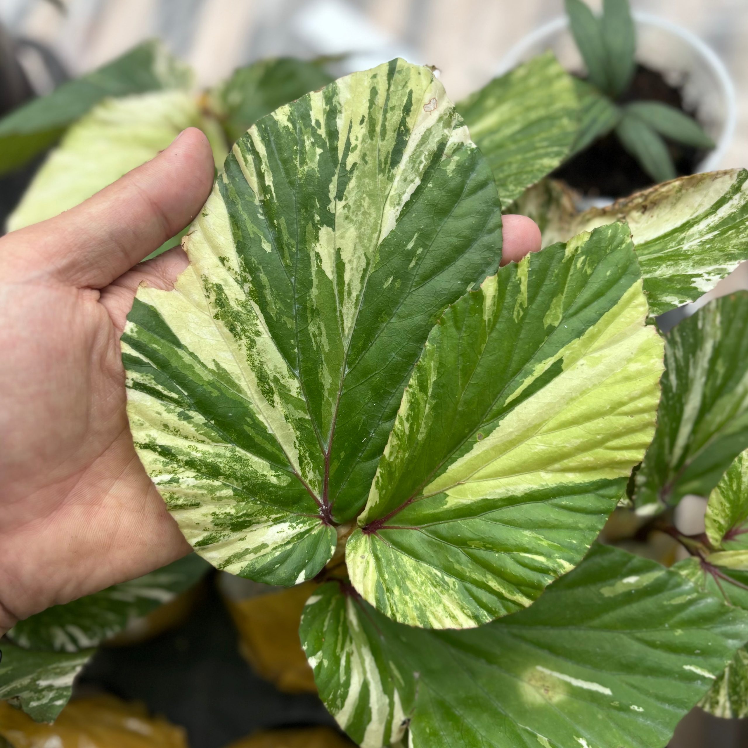Begonia aurea variegated Sp Borneo - Image 2