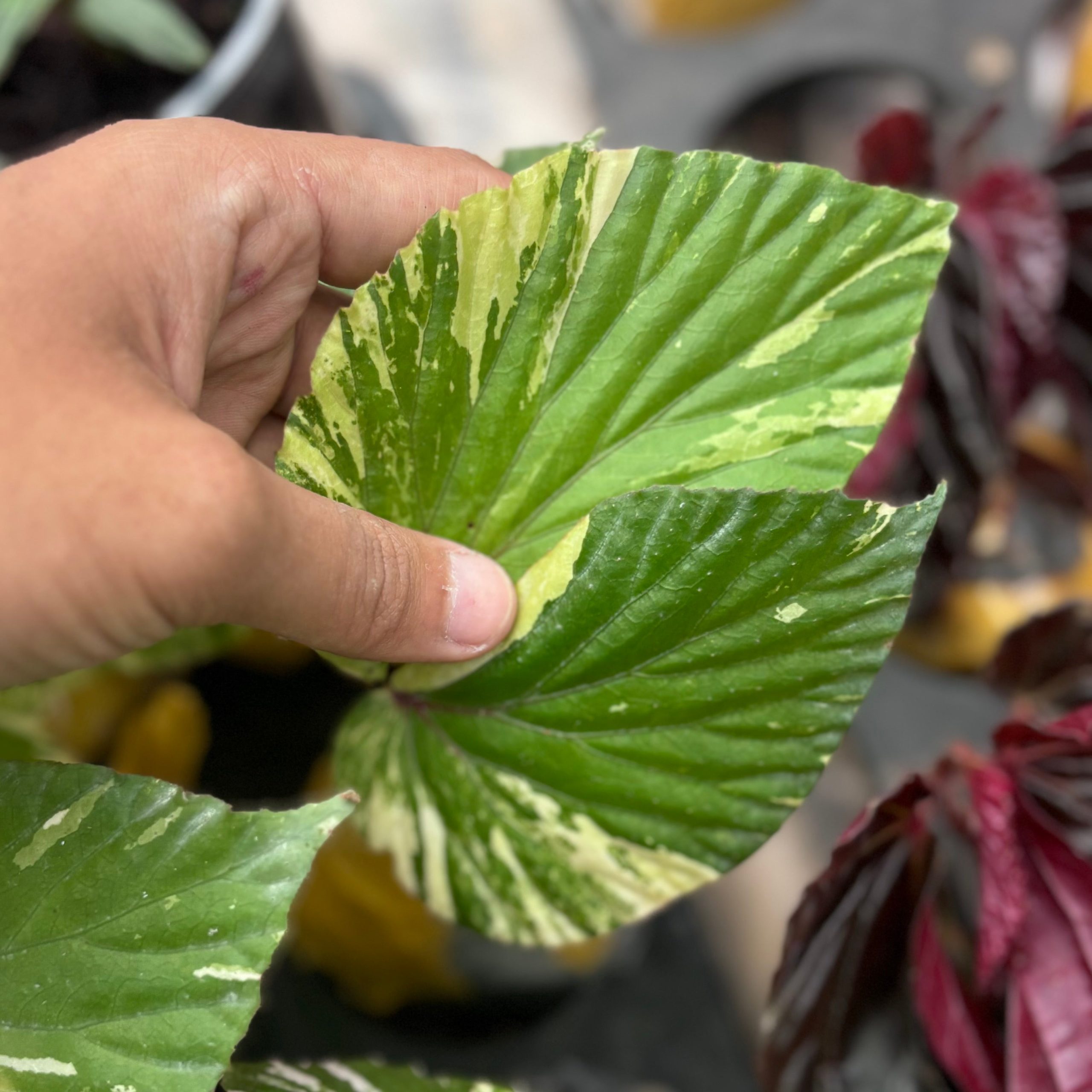 Begonia aurea variegated Sp Borneo - Image 3