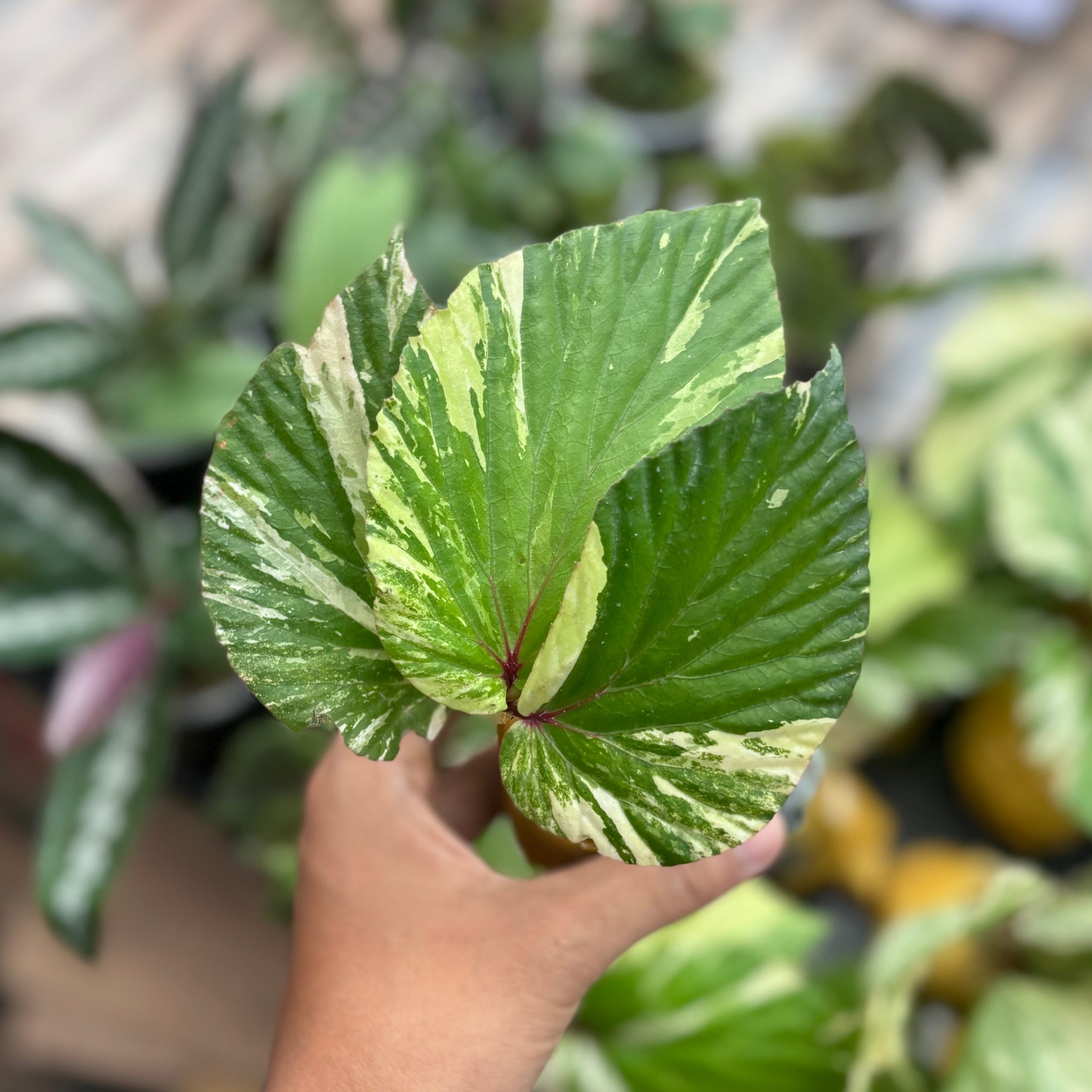 Begonia aurea variegated Sp Borneo - Image 4