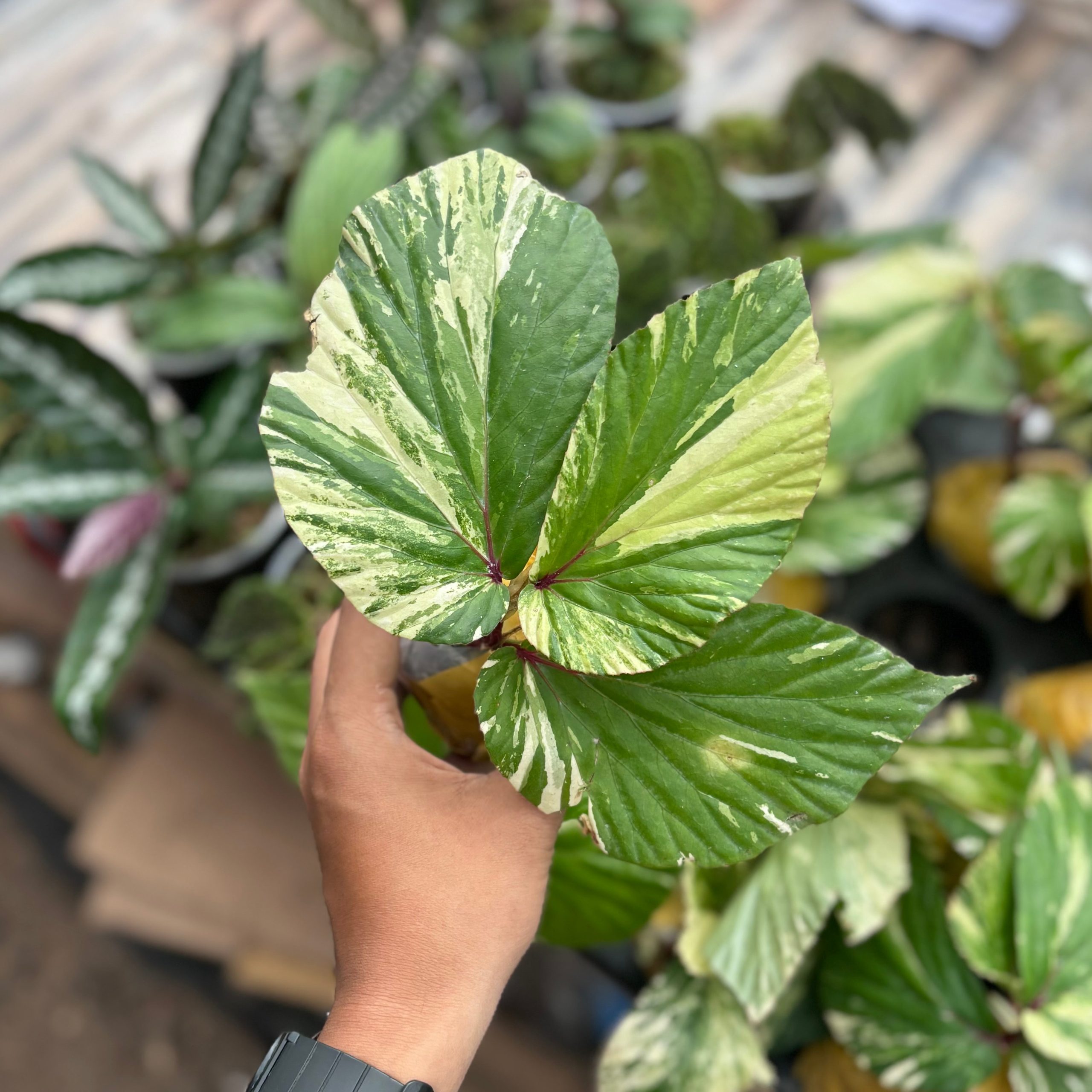 Begonia aurea variegated Sp Borneo - Image 5