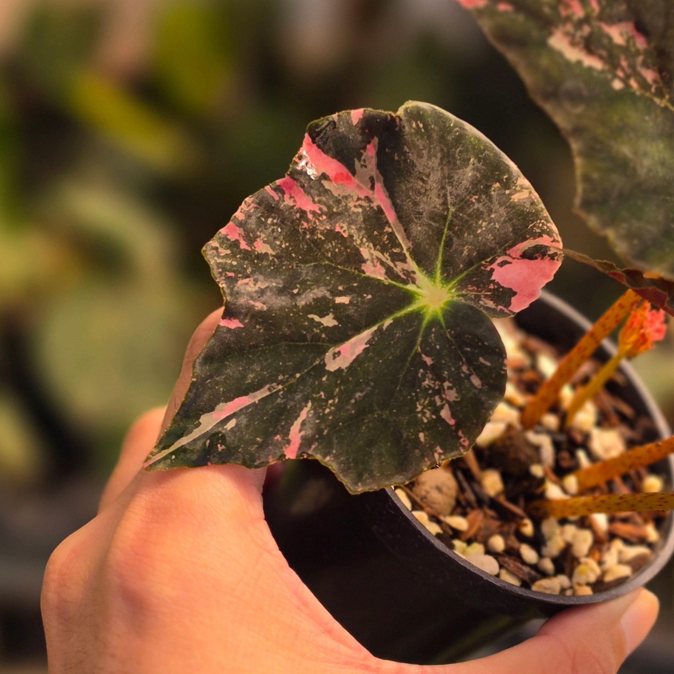 Begonia black fang pink variegated - Image 2