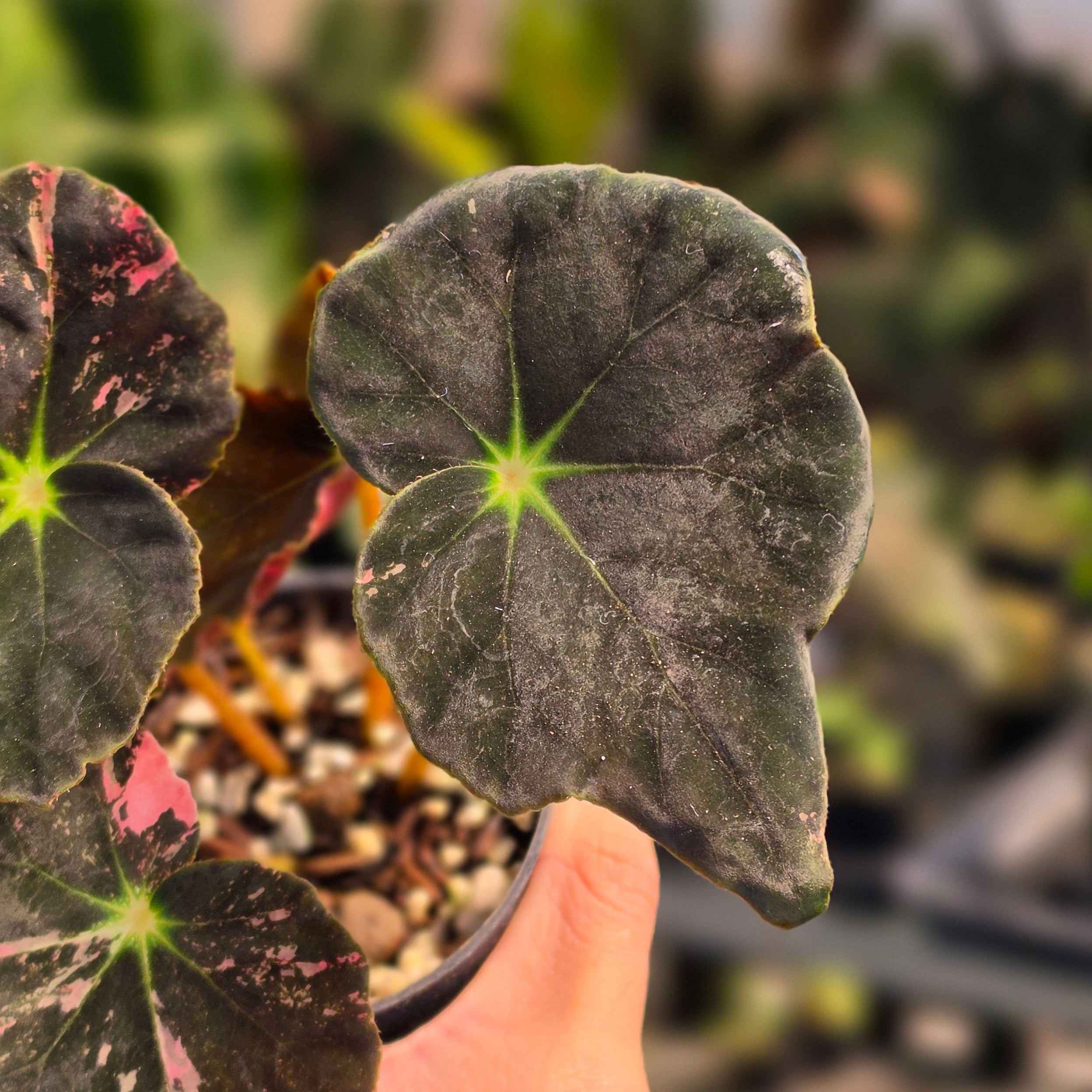 Begonia black fang pink variegated - Image 3